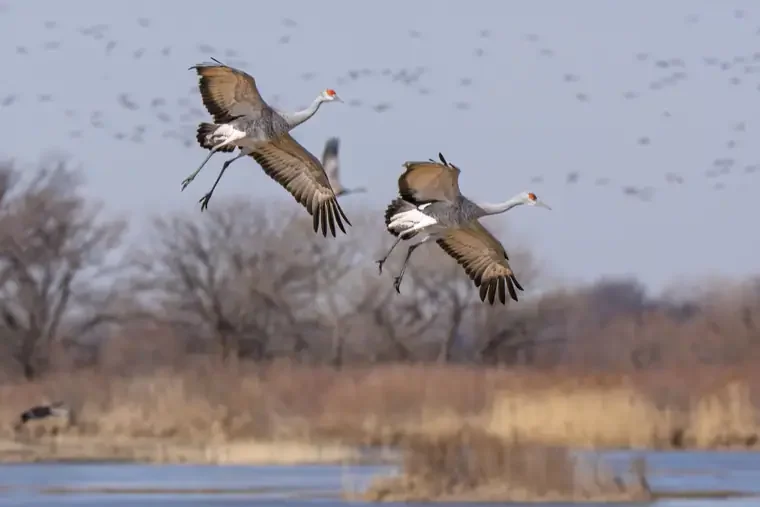 Two cranes flying over a body of water with trees in the background.