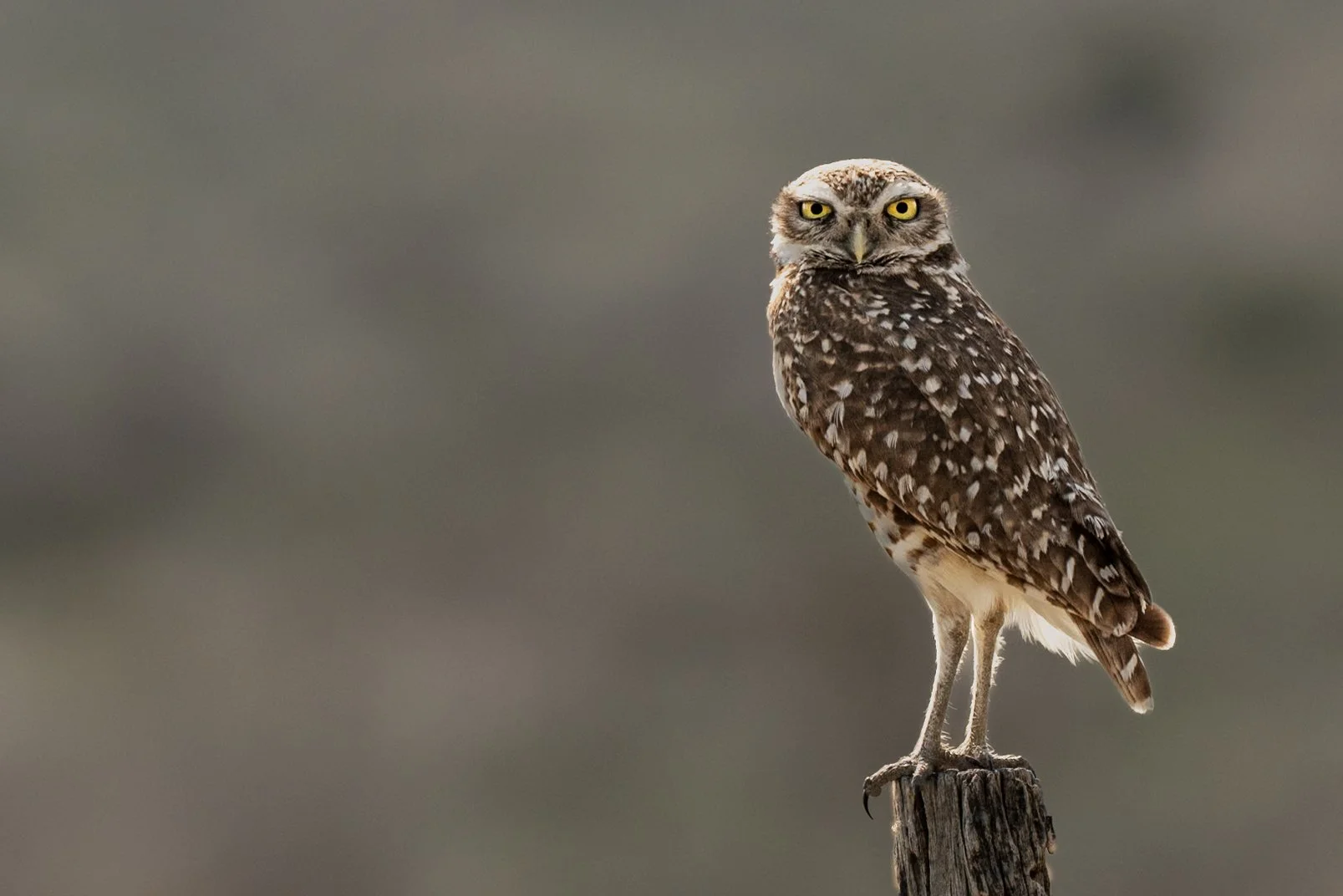 Burrowing Owl Hunting