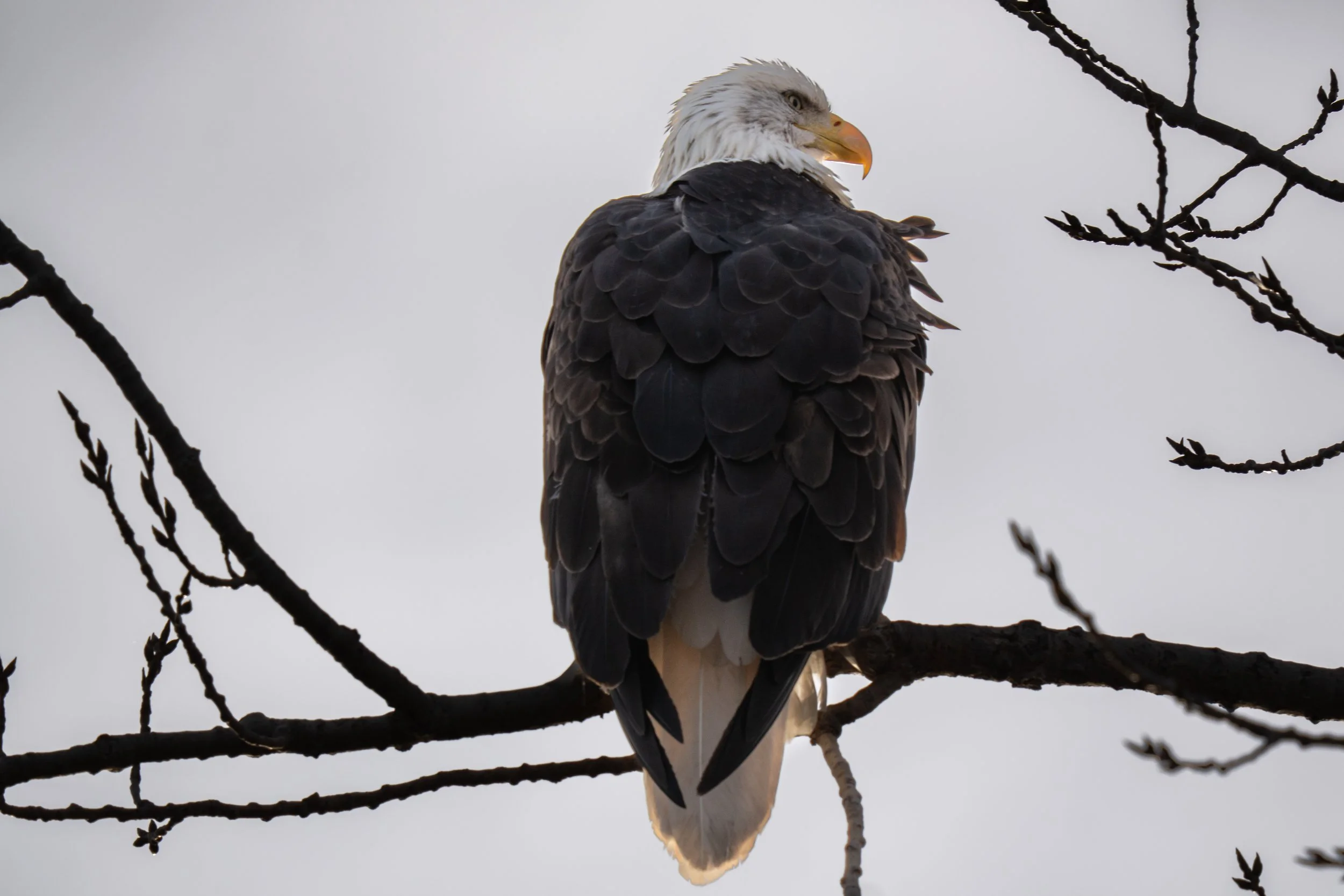 Majestic Bald Eagle Perched on a Limb - High-Quality Photography Art Print