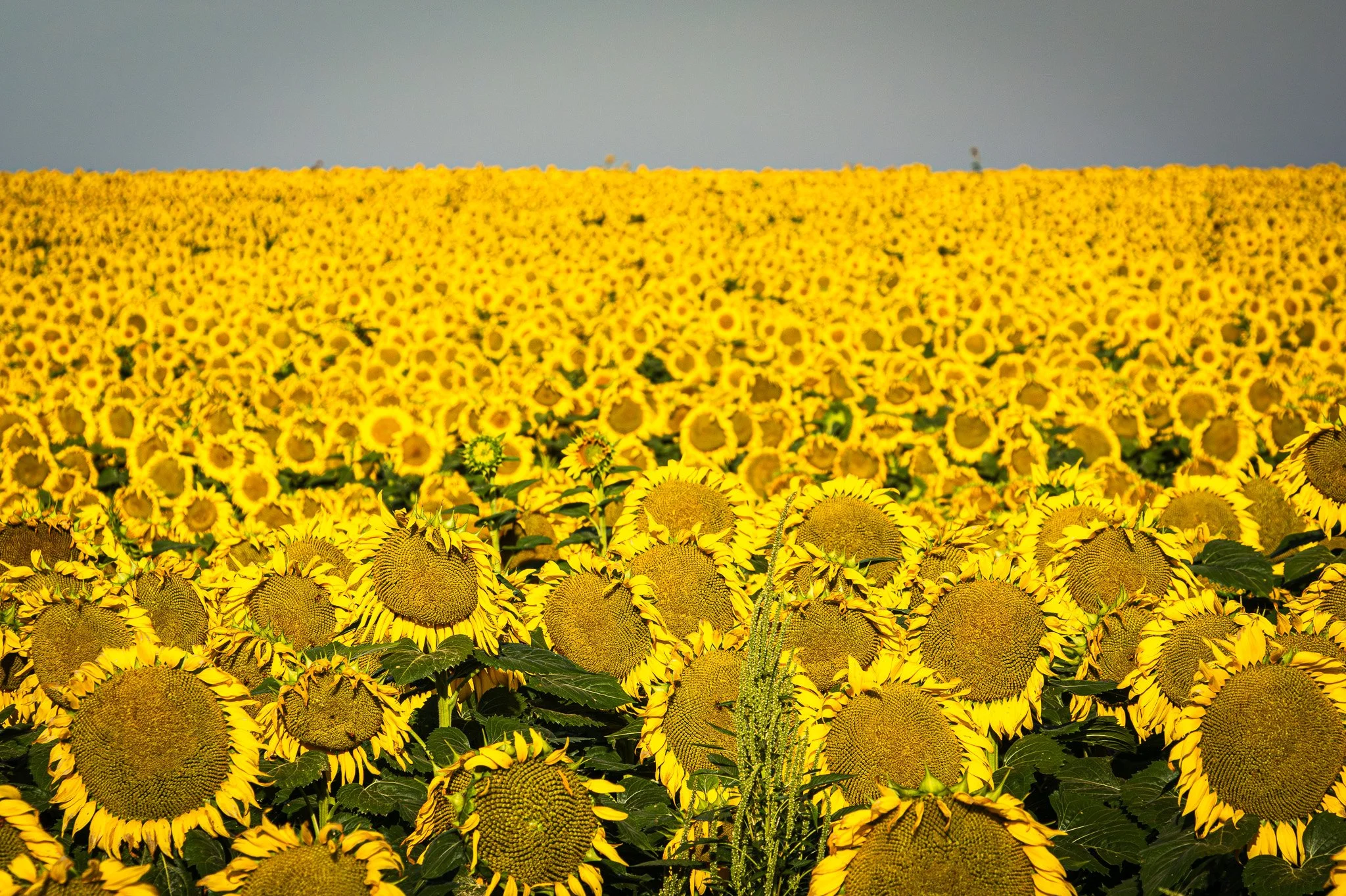 Plains of sunflowers stretch across the prairie. Taken at Lake Scott State Park, Kansas.
