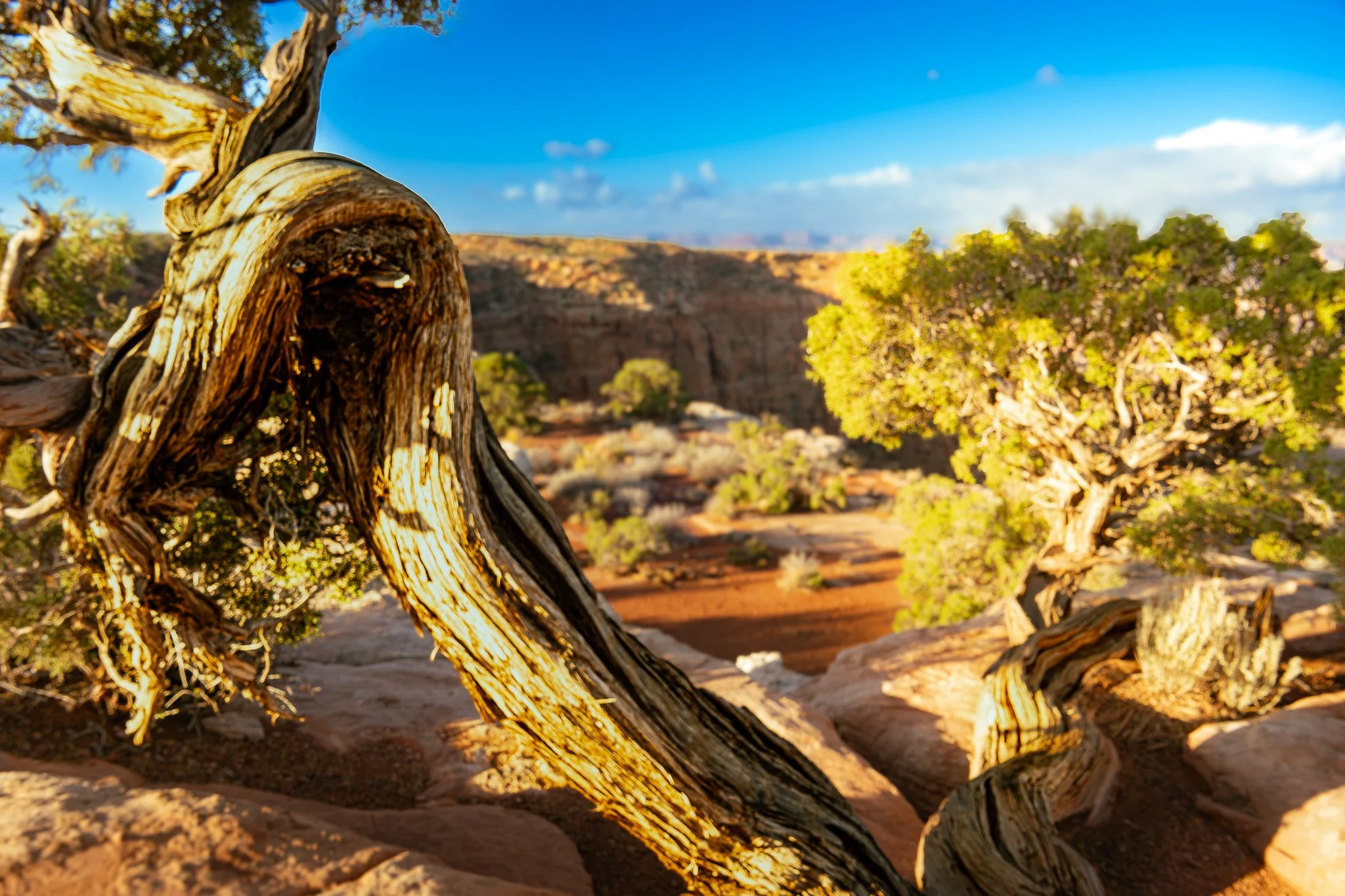 Raw nature lives in dry desert spaces. Canyonlands National Park, Utah.
