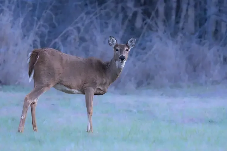 Deer standing in a grassy field with trees in the background