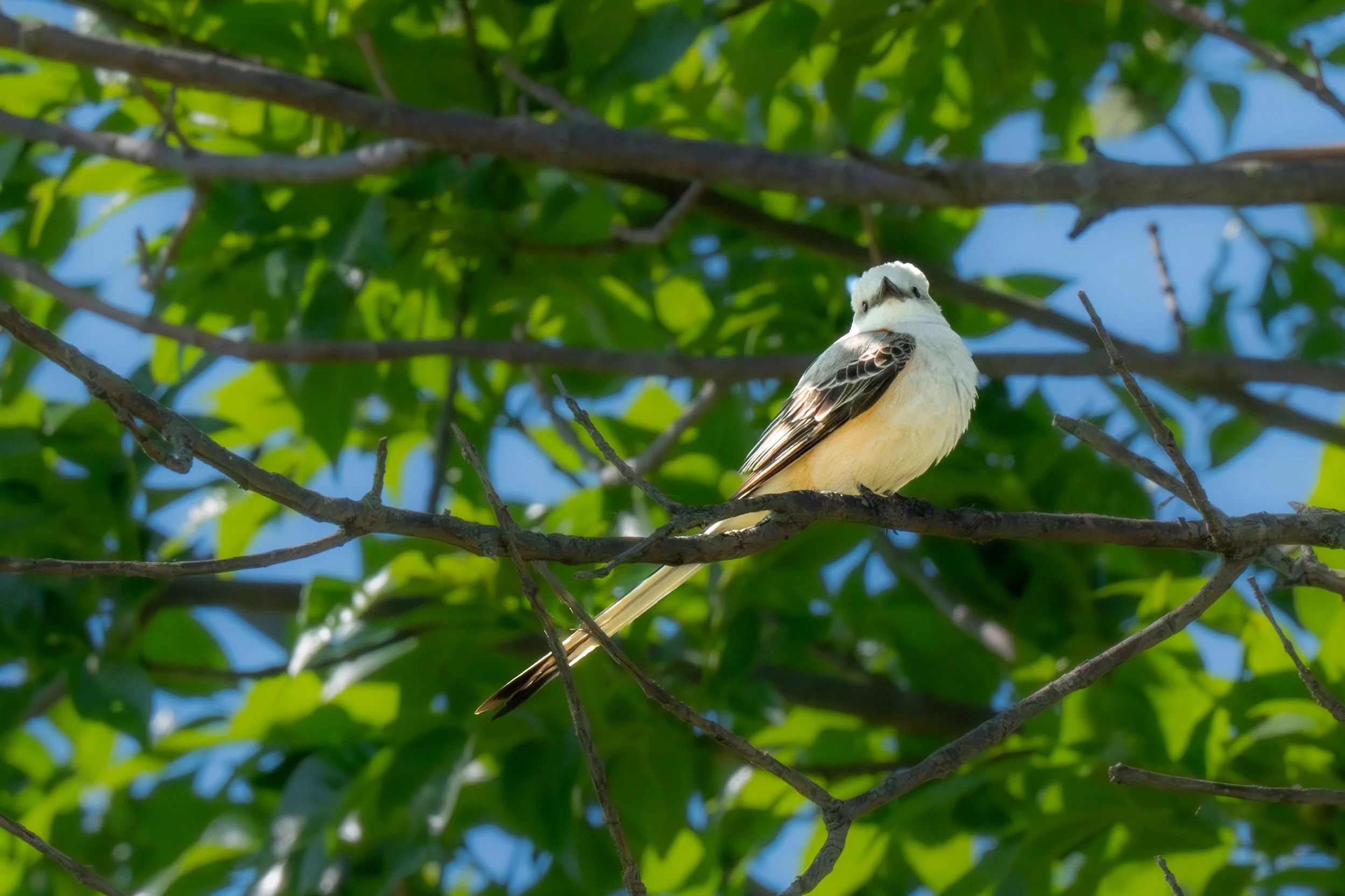 Scissor-tailed Flycatcher