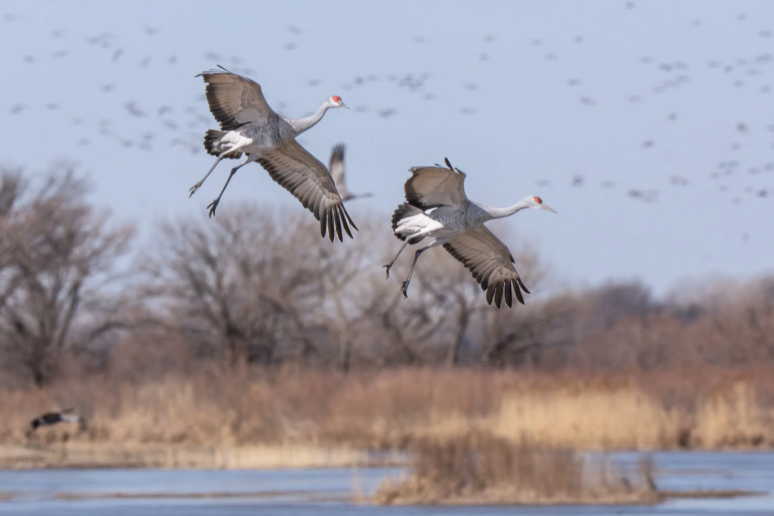 Majestic Sandhill Cranes in Flight