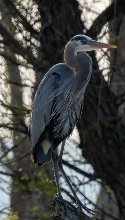 A tall gray heron standing on a branch with a background of leafless trees and sky.