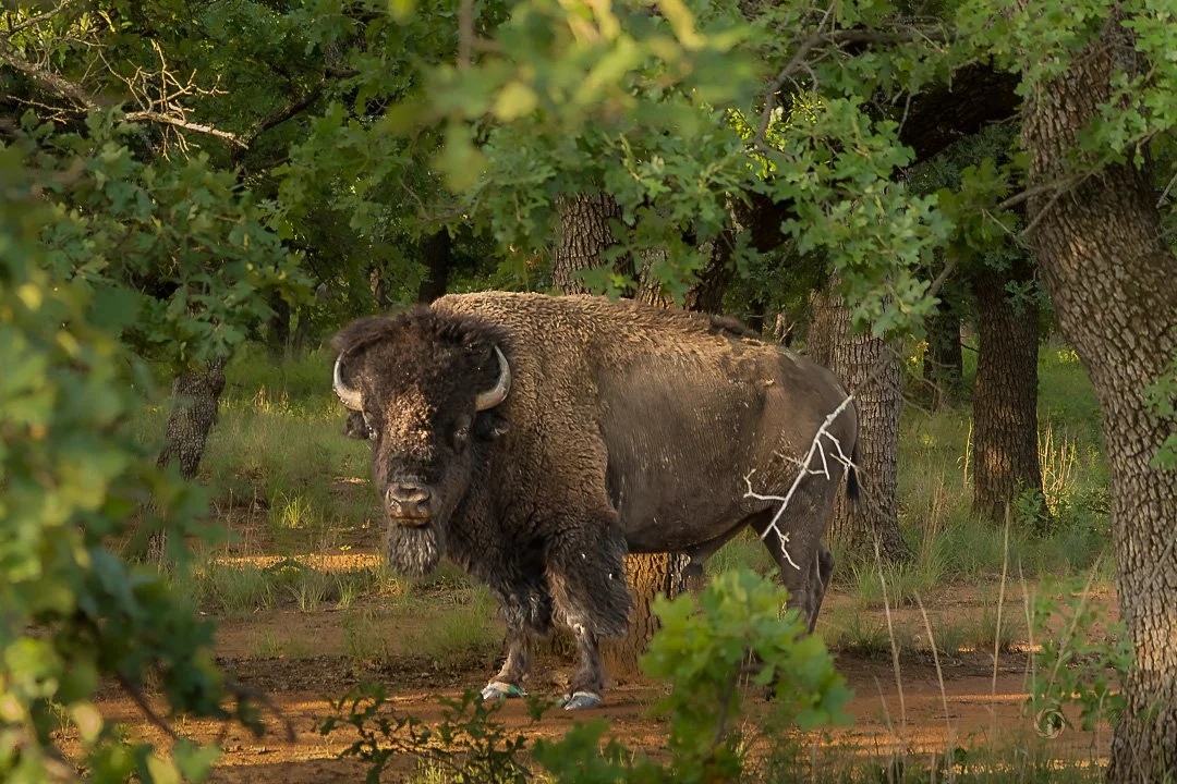 Wild Bison Roaming Wichita Mountains