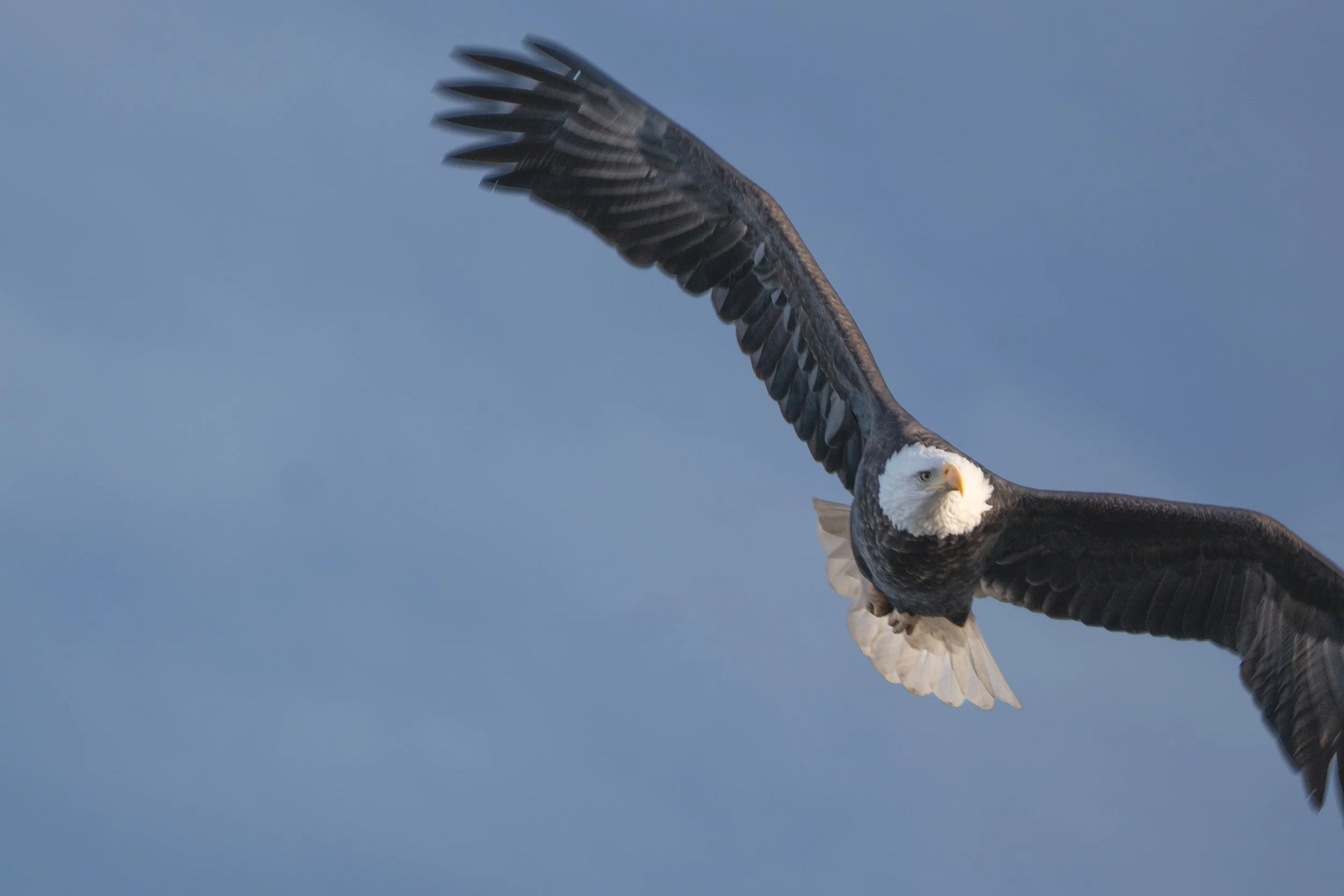 The Eagle's mate is on the way.