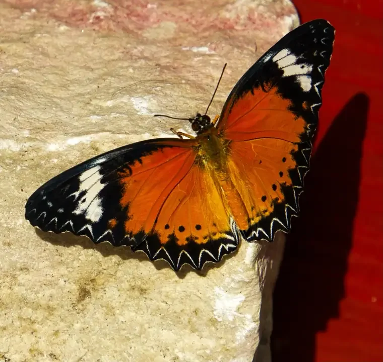 Orange and black butterfly resting on a rock with its wings spread open.