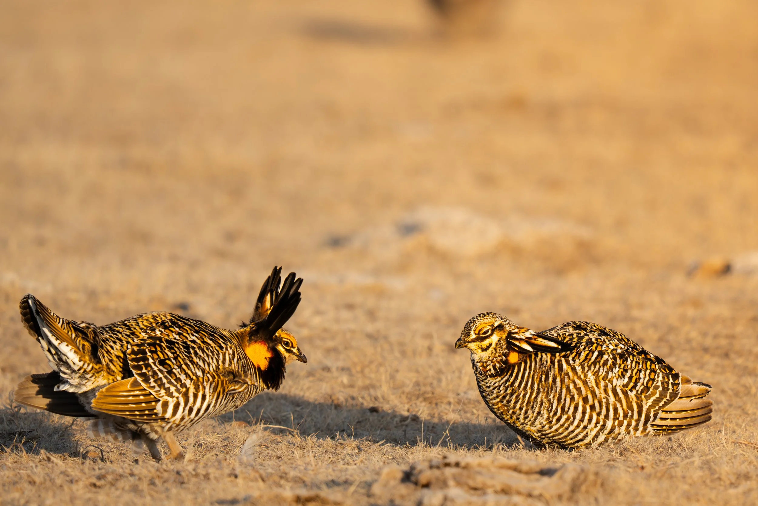 The great standoff. Two male prairie chickens face off for territory and mating rites.