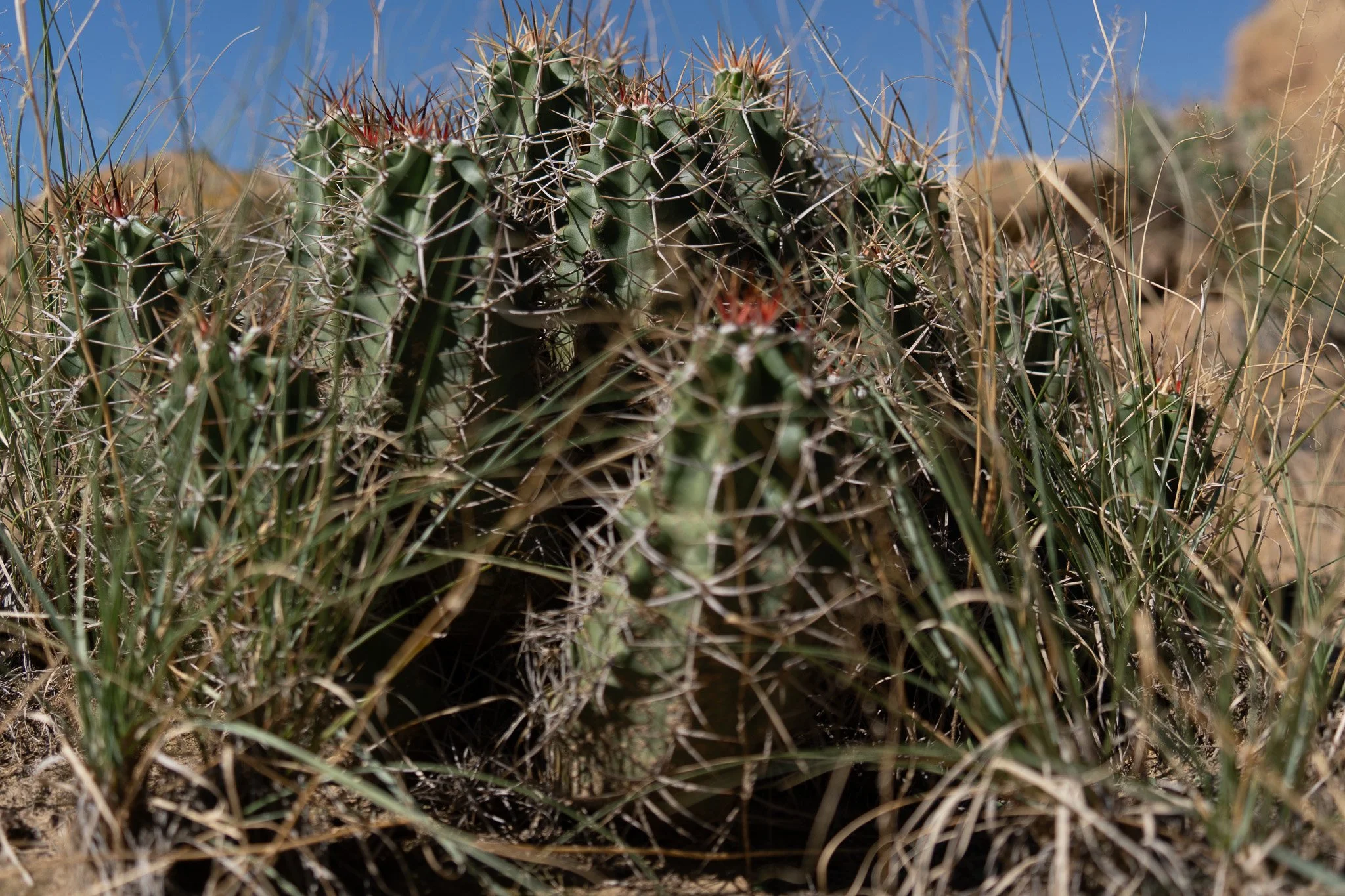 Prickly beauty. Taken near Chaco Canyon, New Mexico.