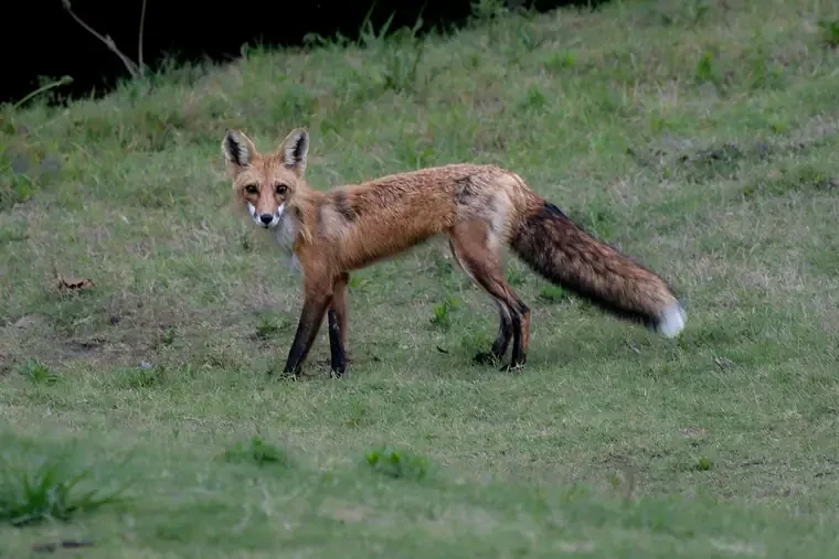 A fox with the body of a dog standing on grass in a natural setting.