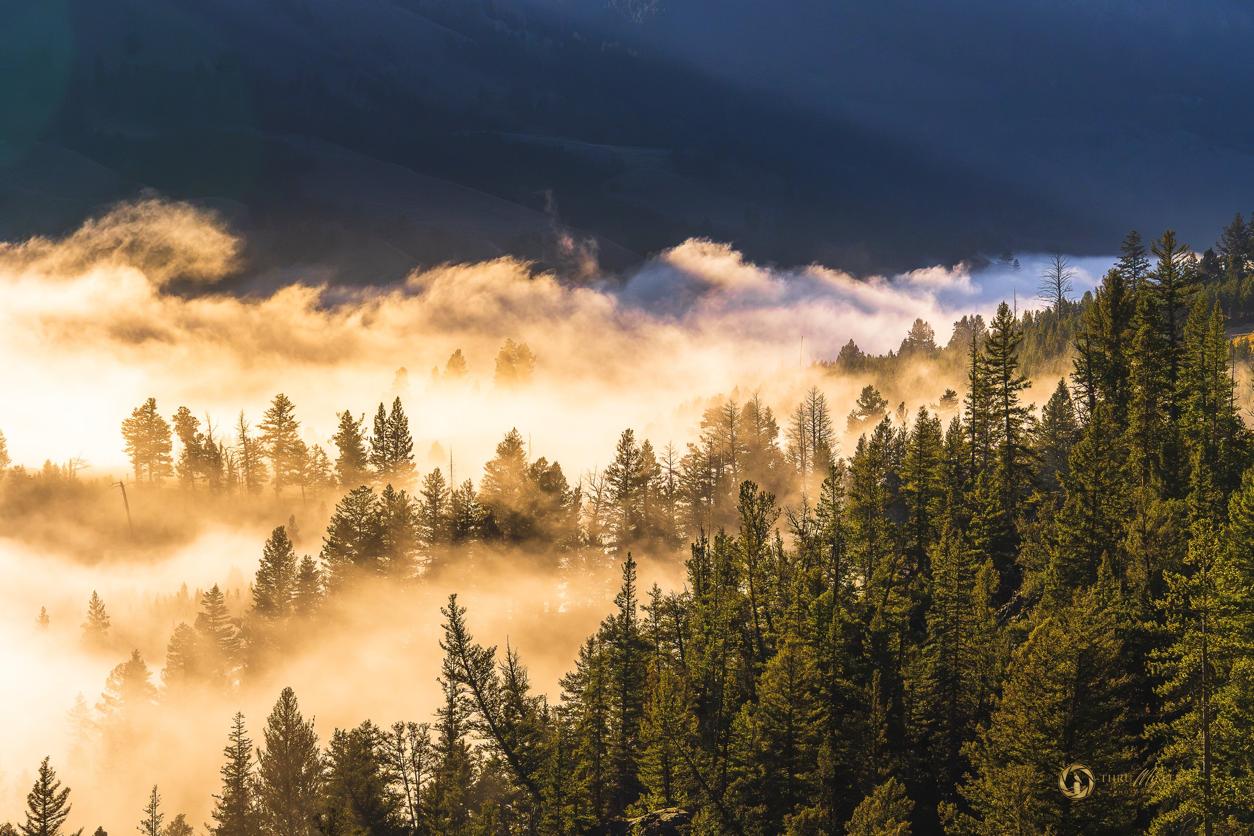 Hayden Valley Mystical Morning