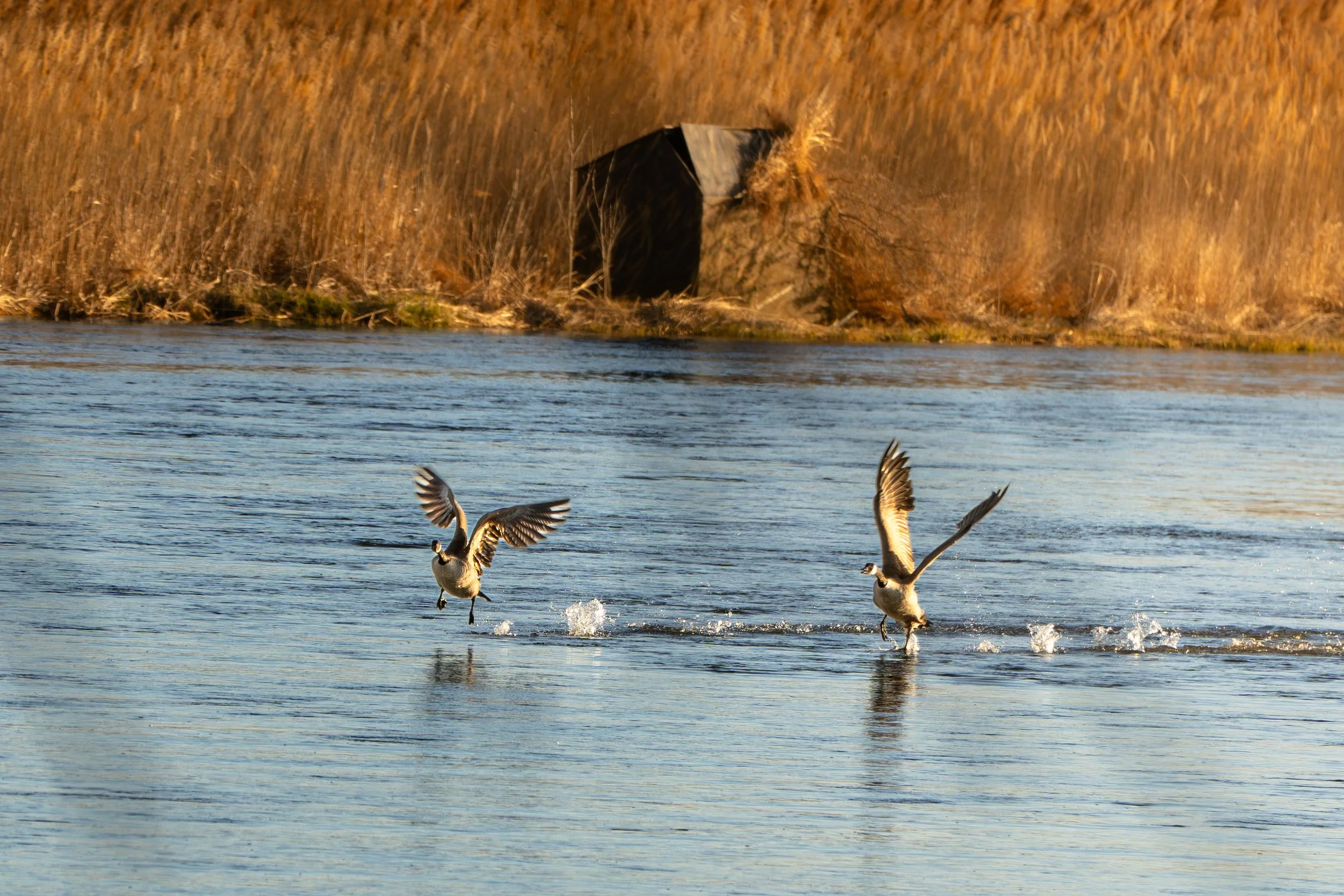 Canadian Geese treading water for take off.
