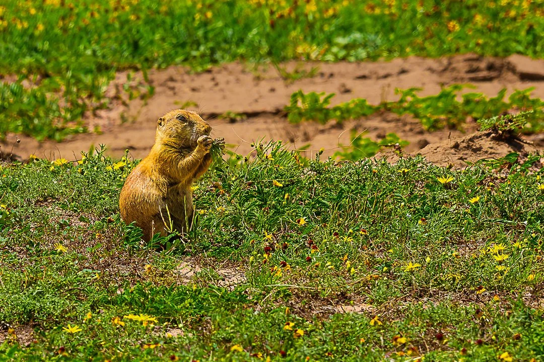 Prairie Dog Munching on Flowers