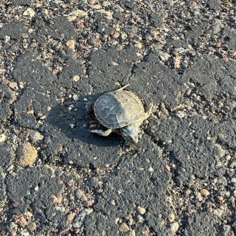 A tiny turtle on my trail. Twenty yards from the lake. Just making his way. 🐢

In the past, I would have picked him up and carried him to the water. This time I knelt, told him "you have a long walk ahead", and wished him an adventurous jo