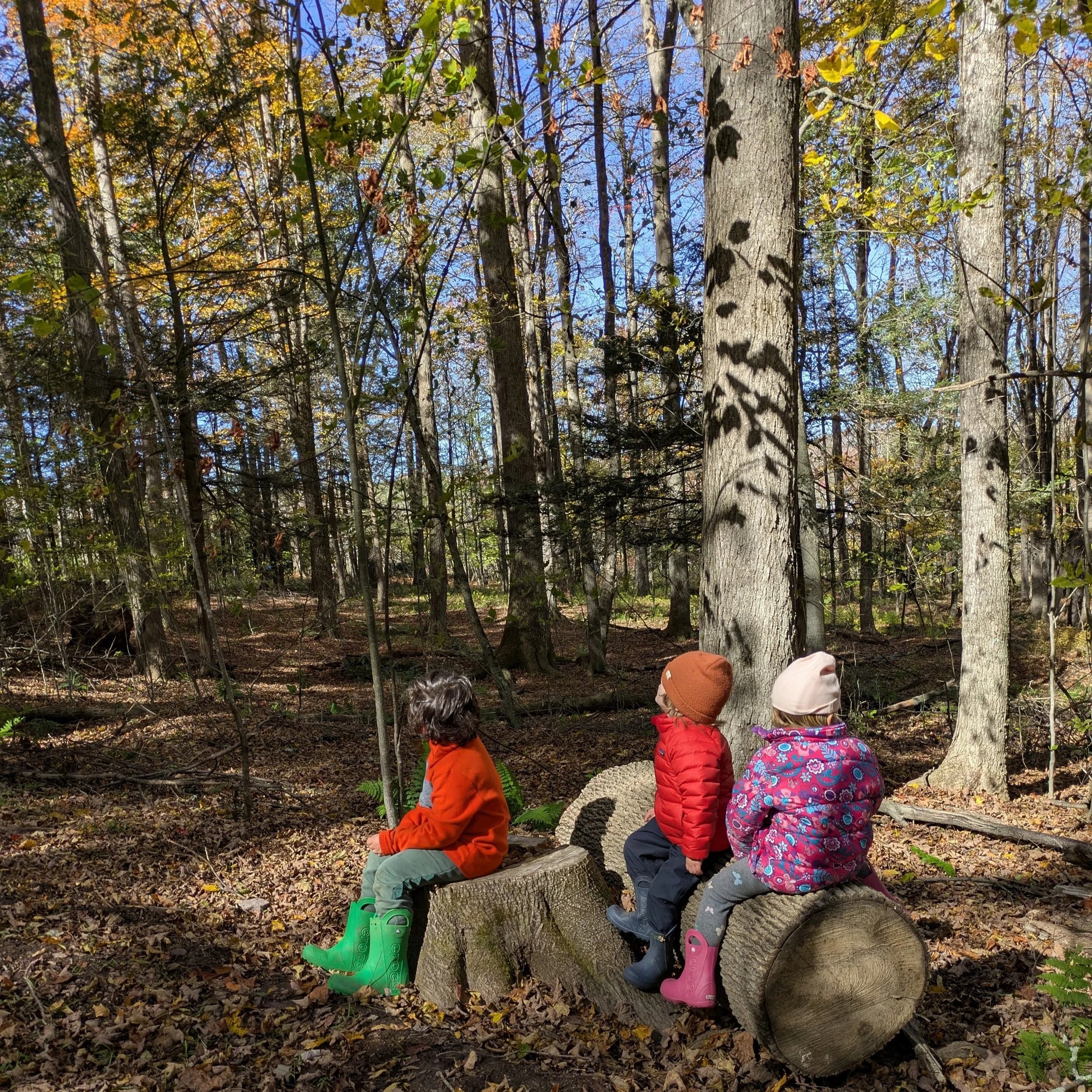 three children sitting on a log in the forest looking at the sky