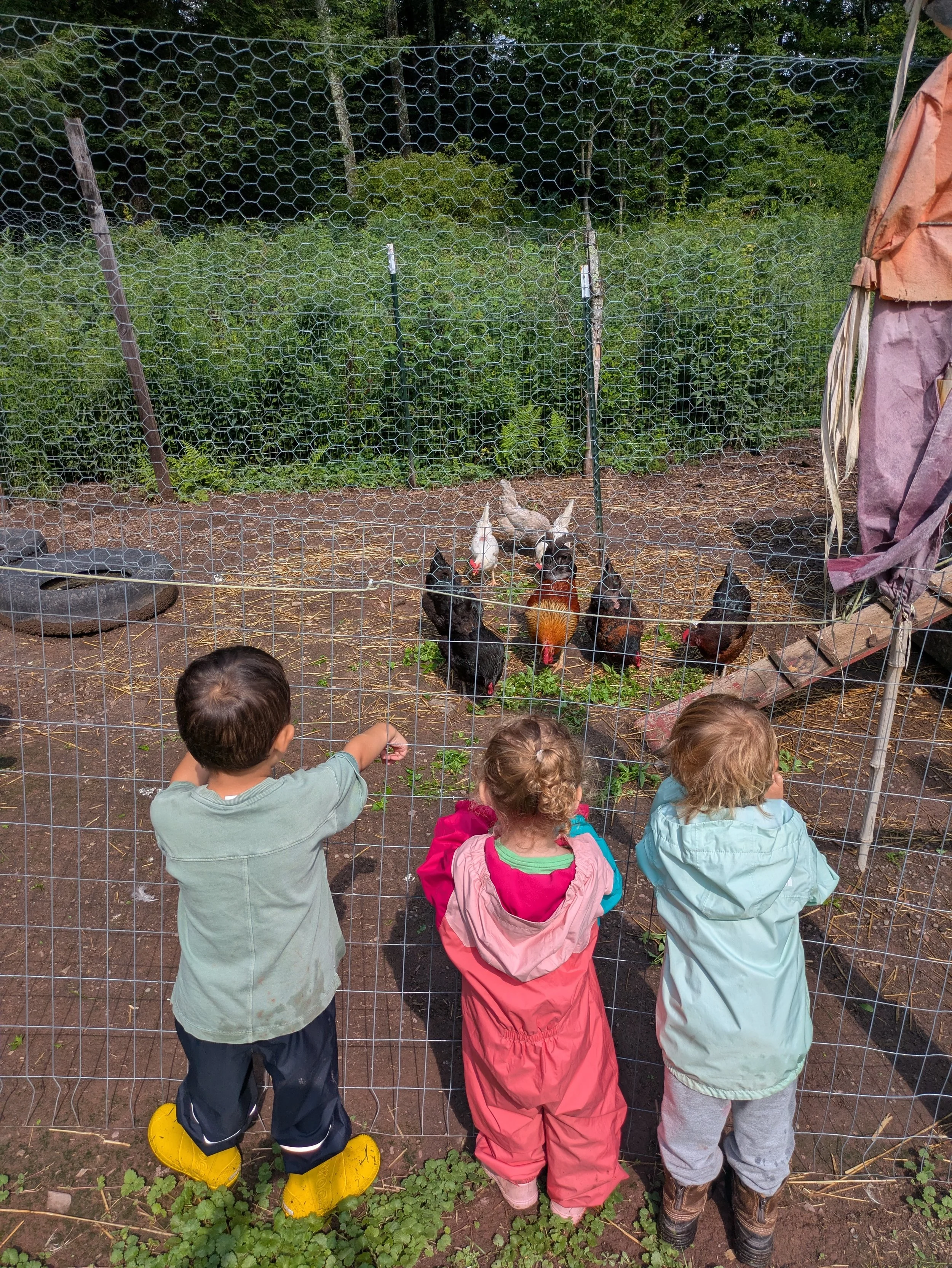 chickens.jpg