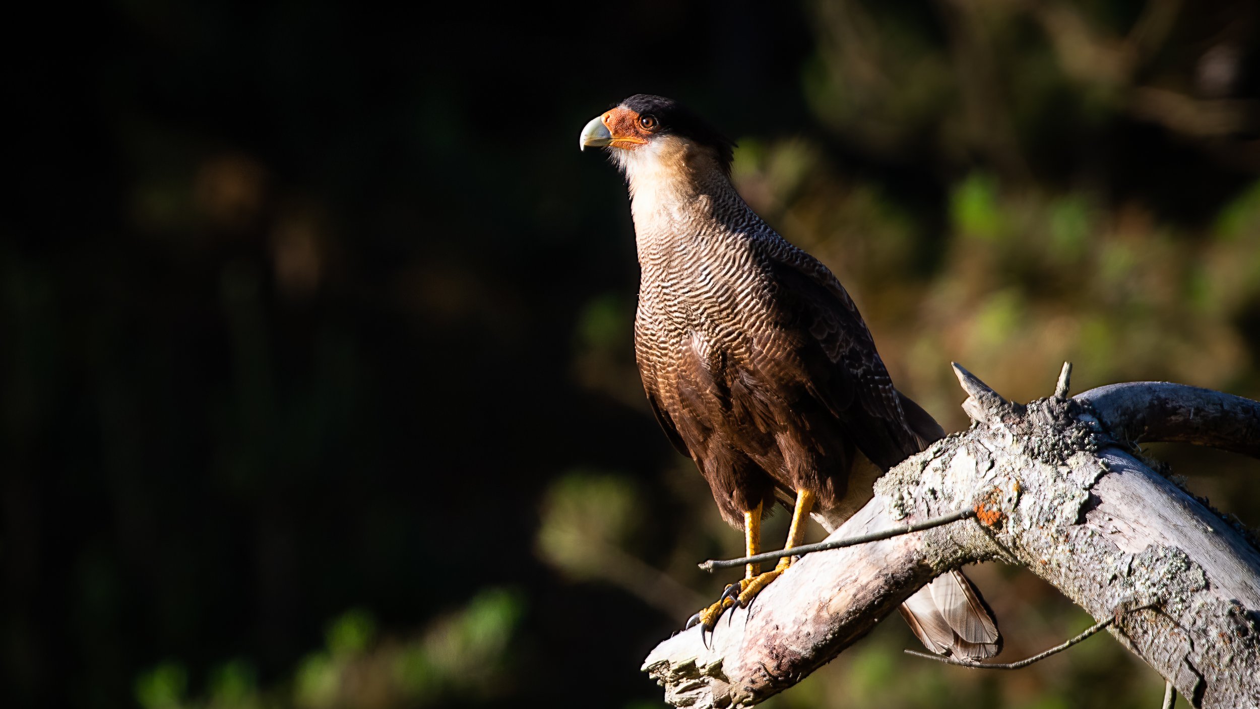 Traro (Caracara plancus)