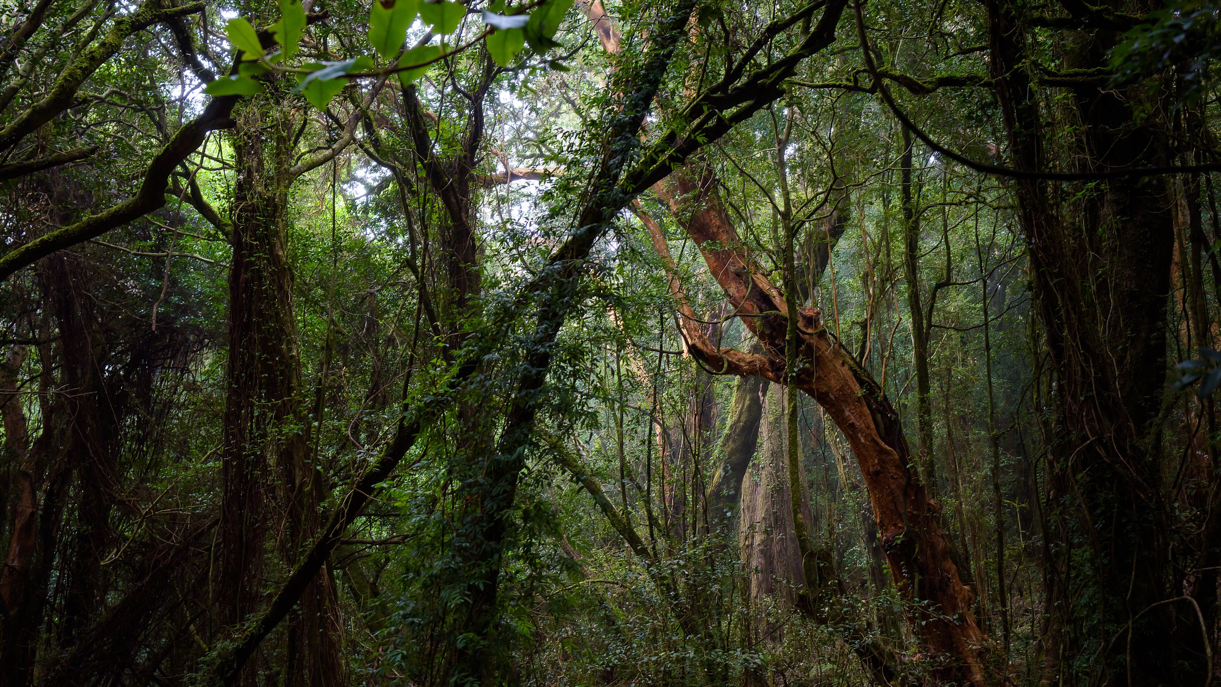 Reserva Nacional Isla Mocha.