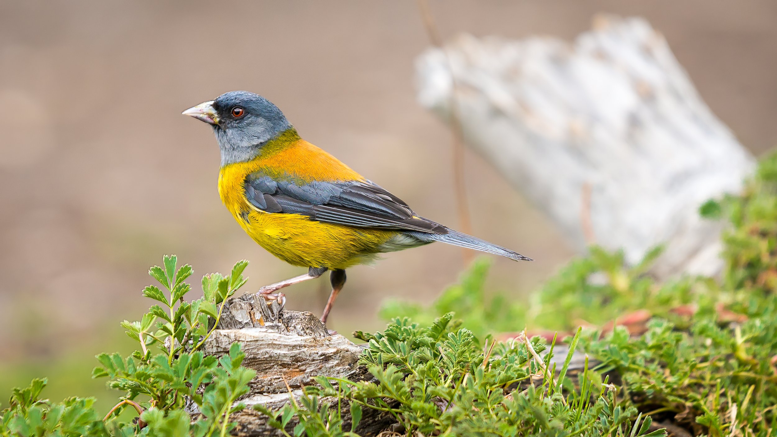Cometocino Patagónico (Phrygilus patagonicus)