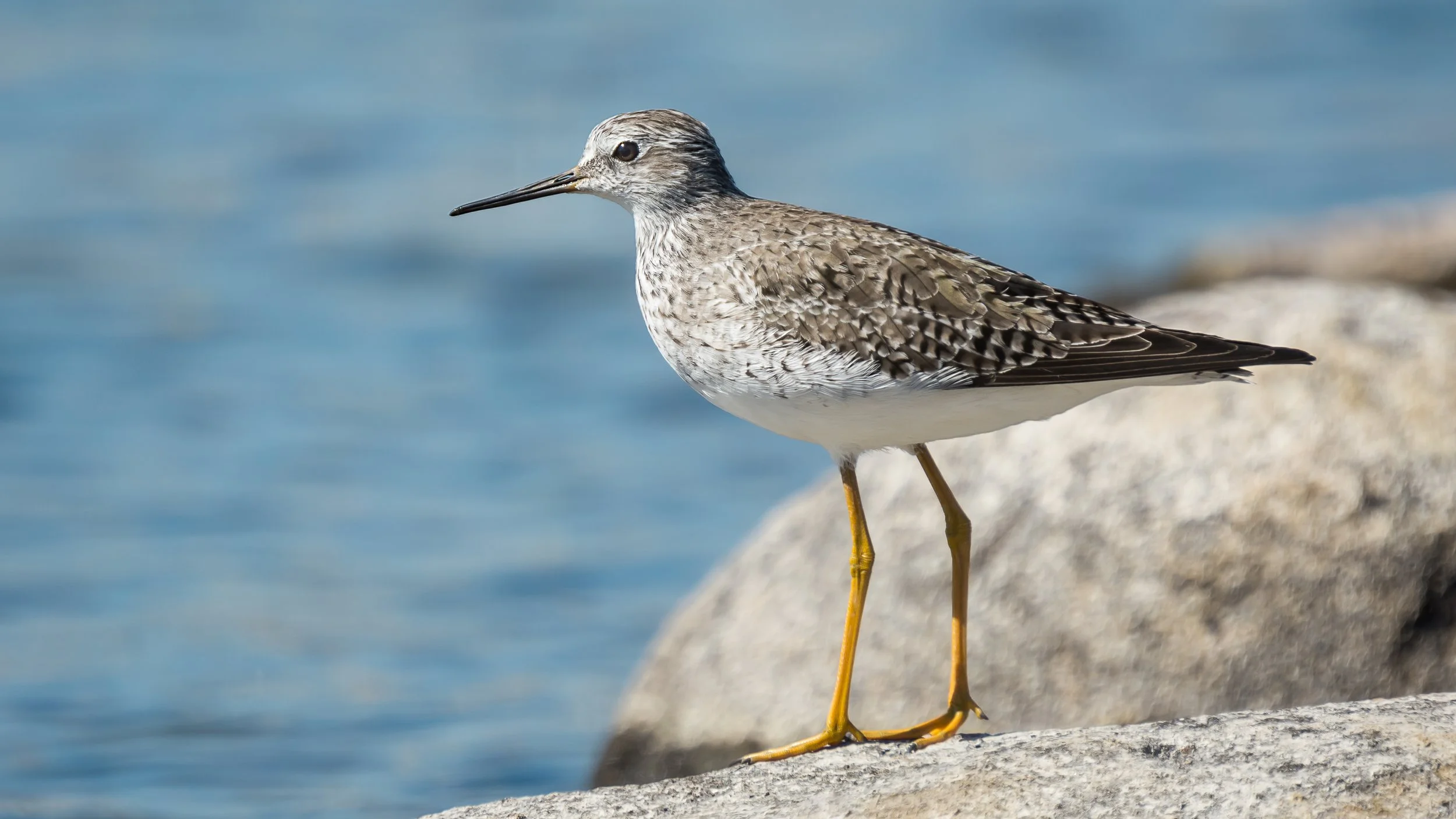 Pitotoi Chico (Tringa flavispes)
