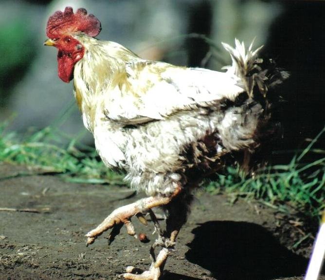 Chicken dinner for fourteen