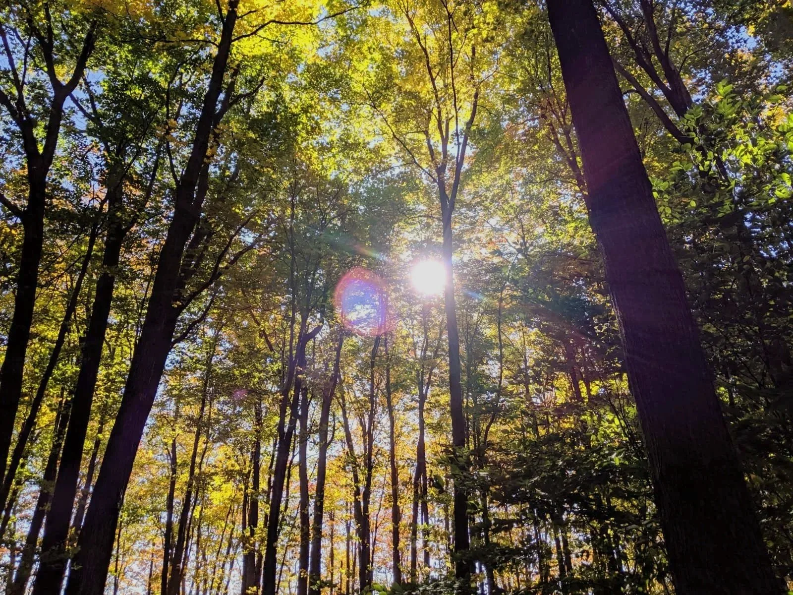 5 Ways Nature Supports Your Mind and Body
