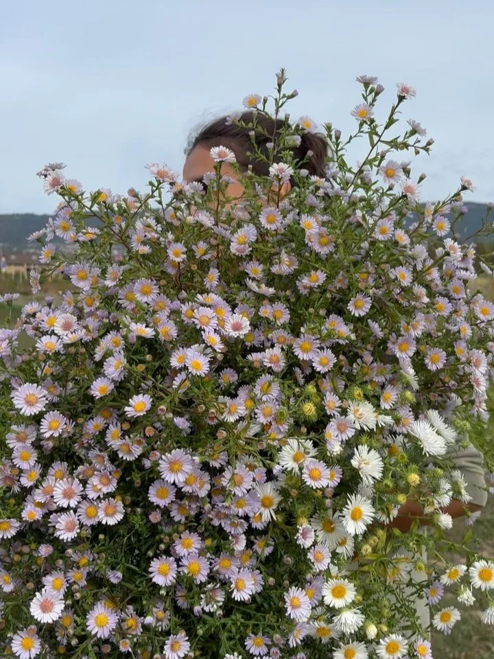 Un air d&rsquo;automne au jardin avec les vendangeuses! En vente aujourd&rsquo;hui dans nos points de retrait et &agrave; retrouver &eacute;videmment au jardin en ce moment 🫶🏼

#fleurssuisses #autocueillettedefleurs #slowflowers #slowflowersbewegun