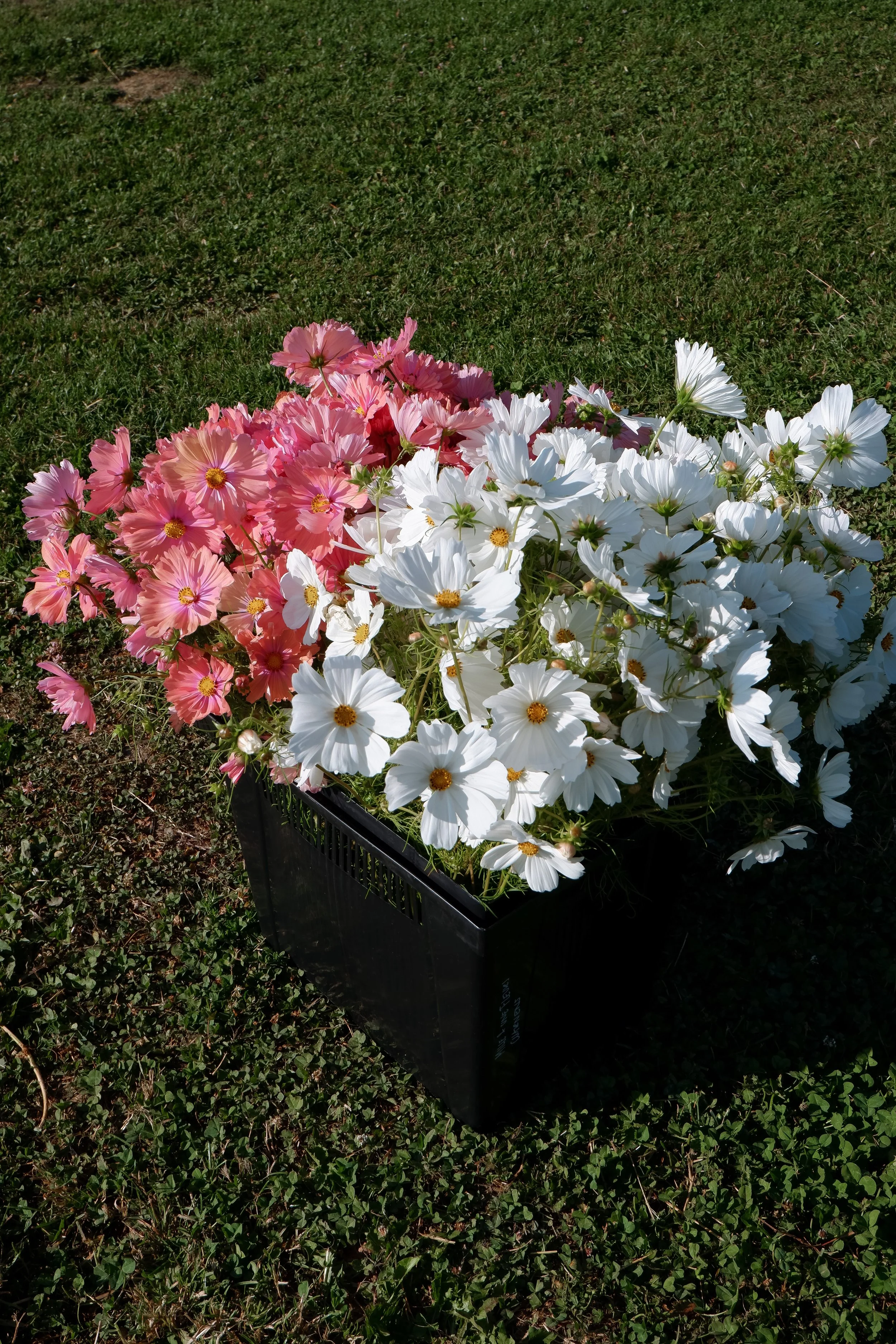 DSCF7260.jpg