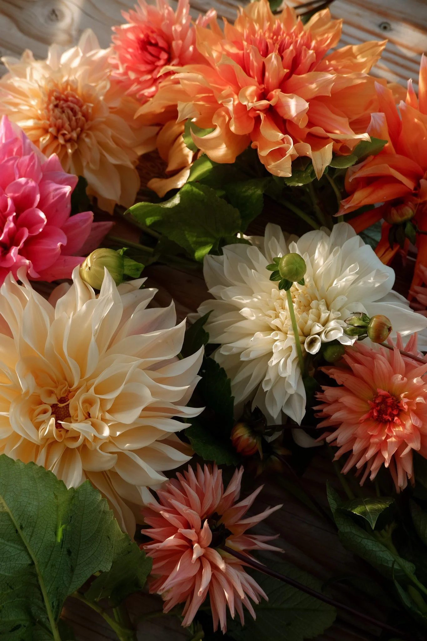 DSCF8999.jpg (copie)