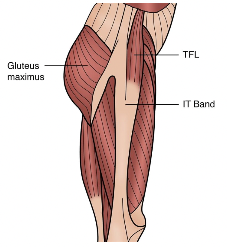 Why Foam Rolling Your IT Band Won’t Fix Your Hip or Knee Pain