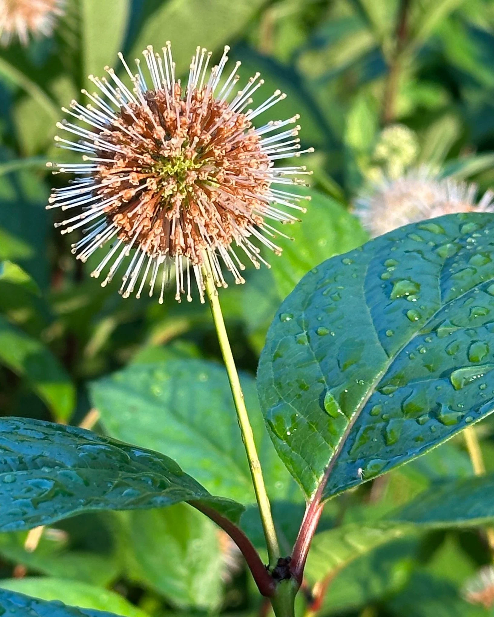 Buttonbush in my garden, 2025
