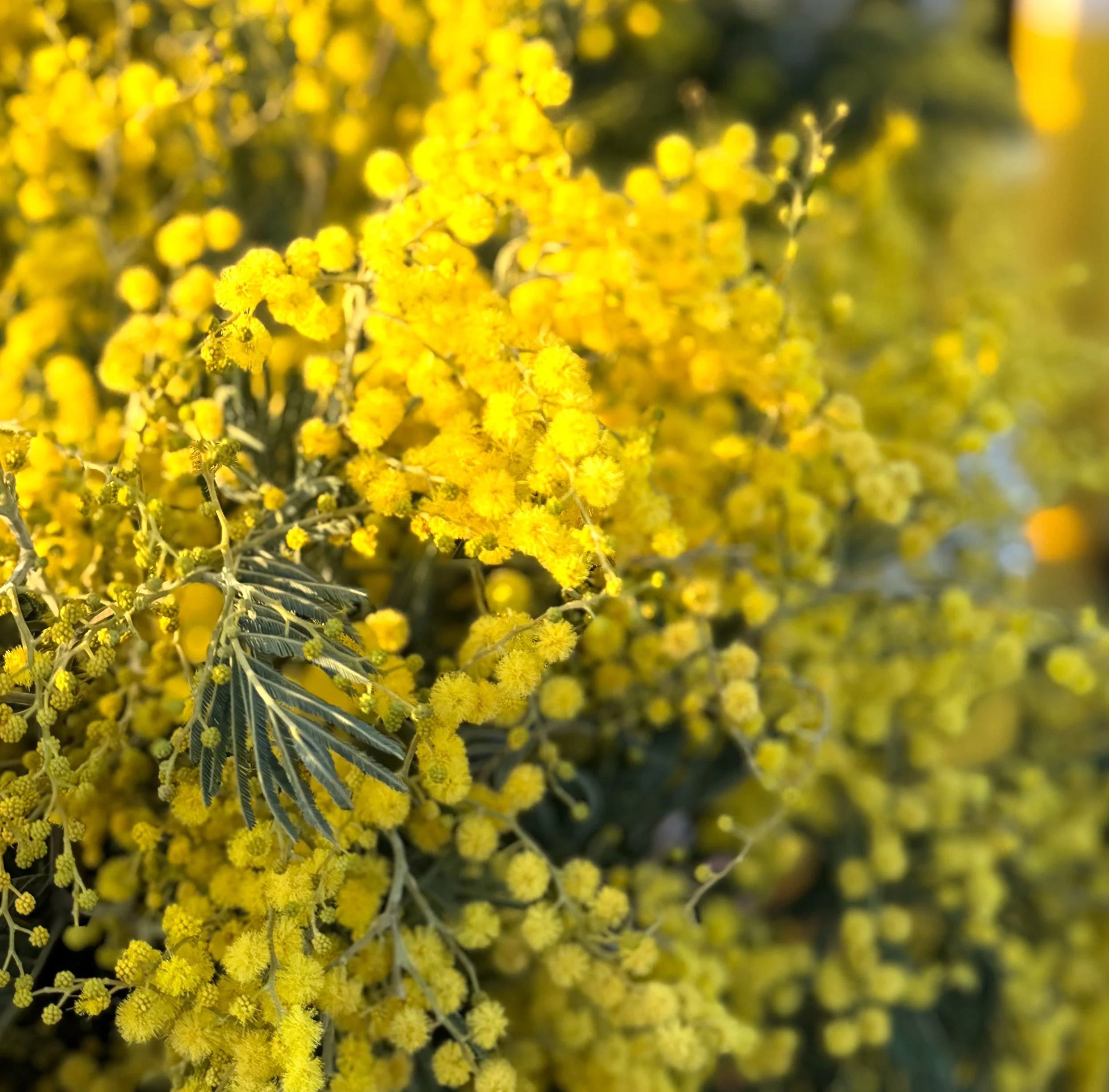 mimosa season (january)