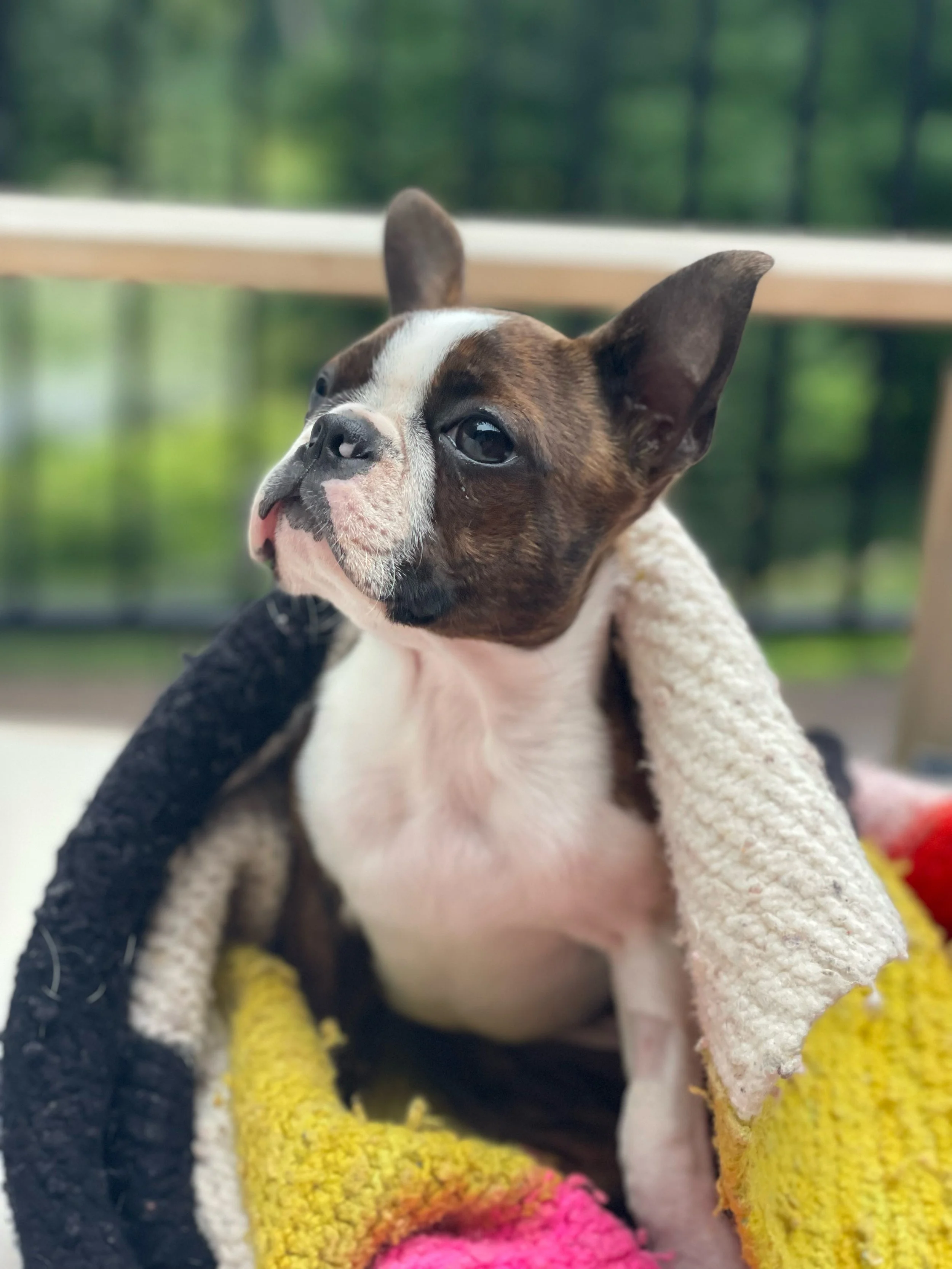 Puppies make things better. Meet Olive.