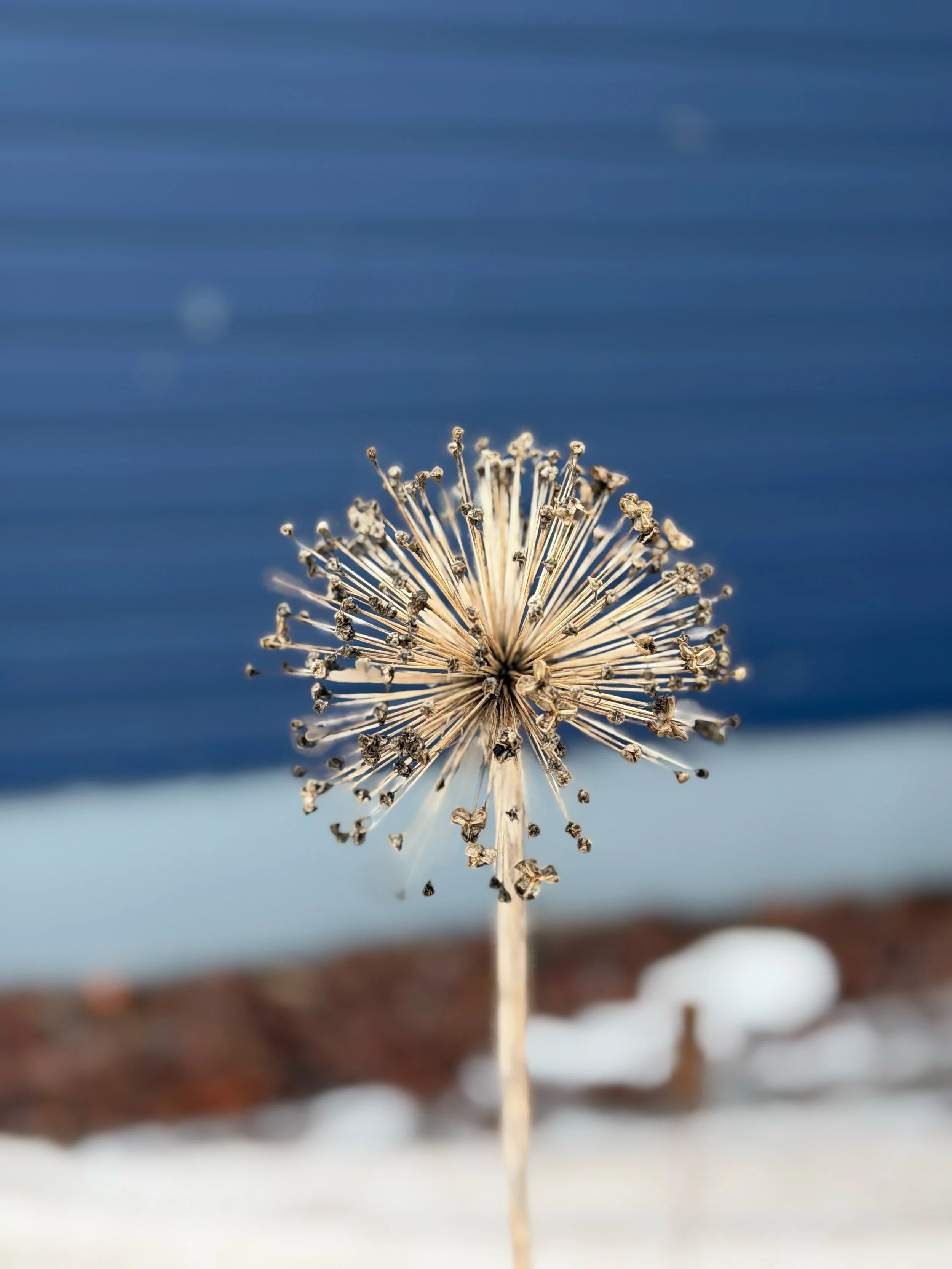 even dead things can be beautiful