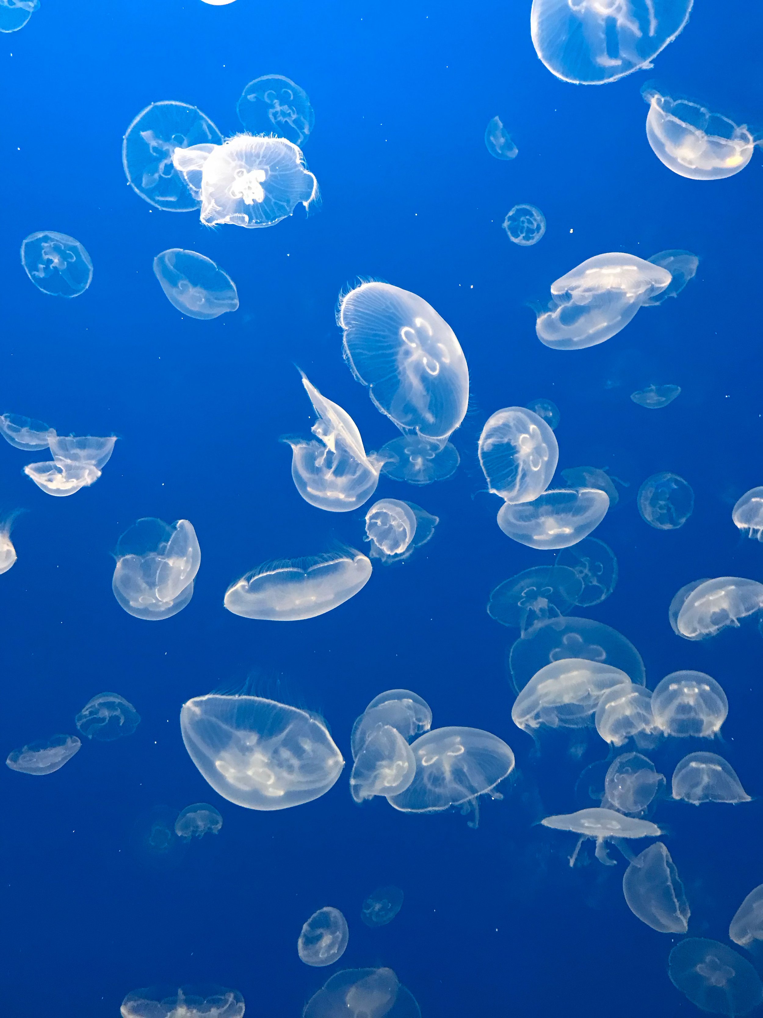 Jellyfish