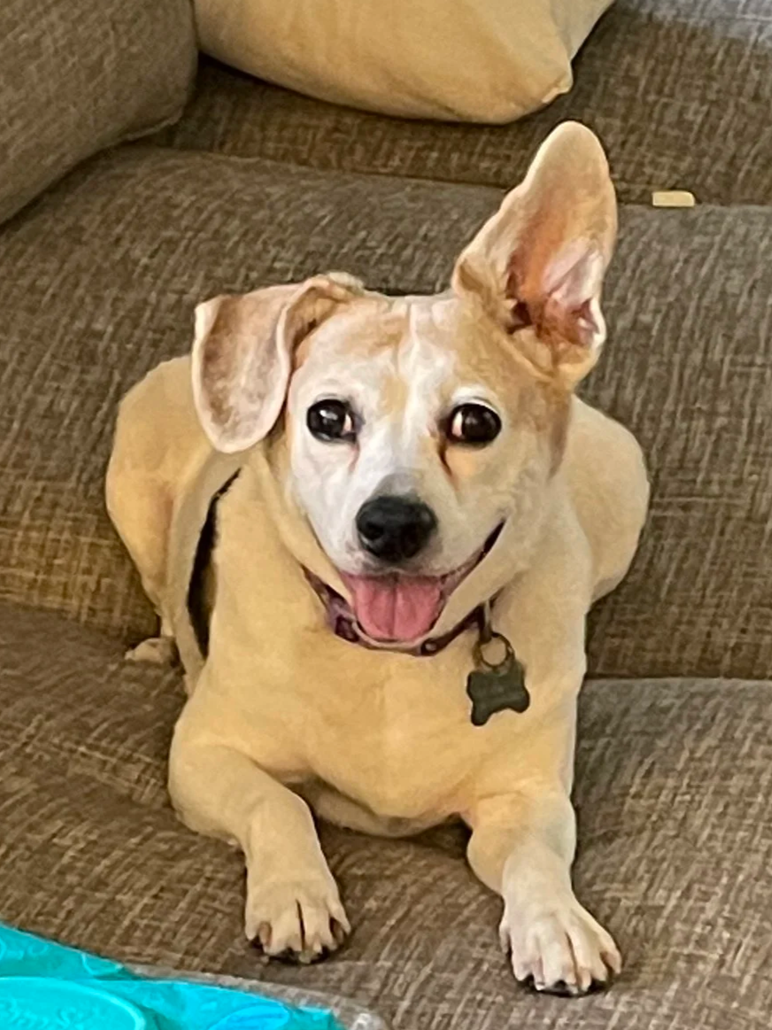 Annie
Hospice Foster 2022
Crossed rainbow bridge 2025