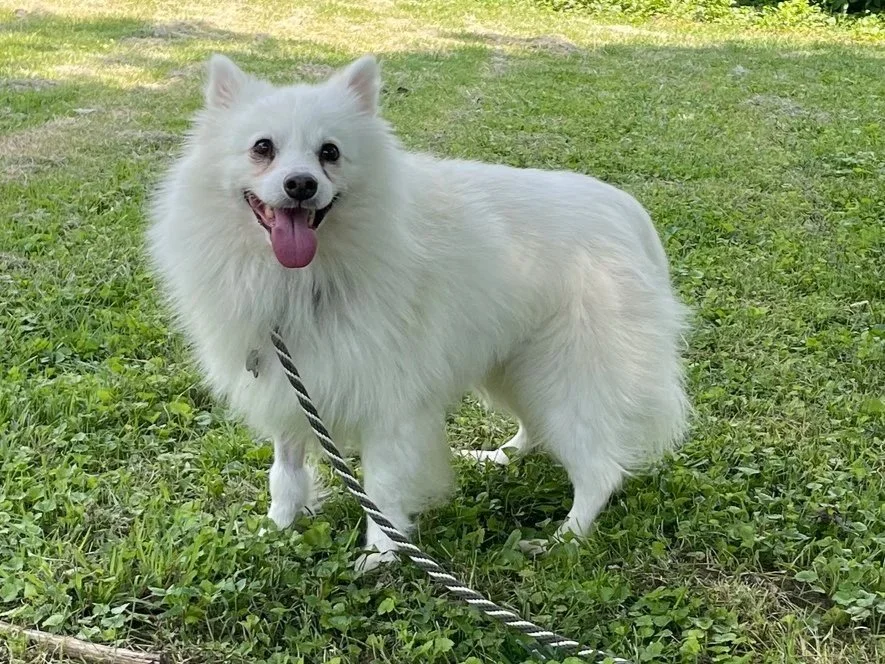 Zappa
Foster and adopted 2024