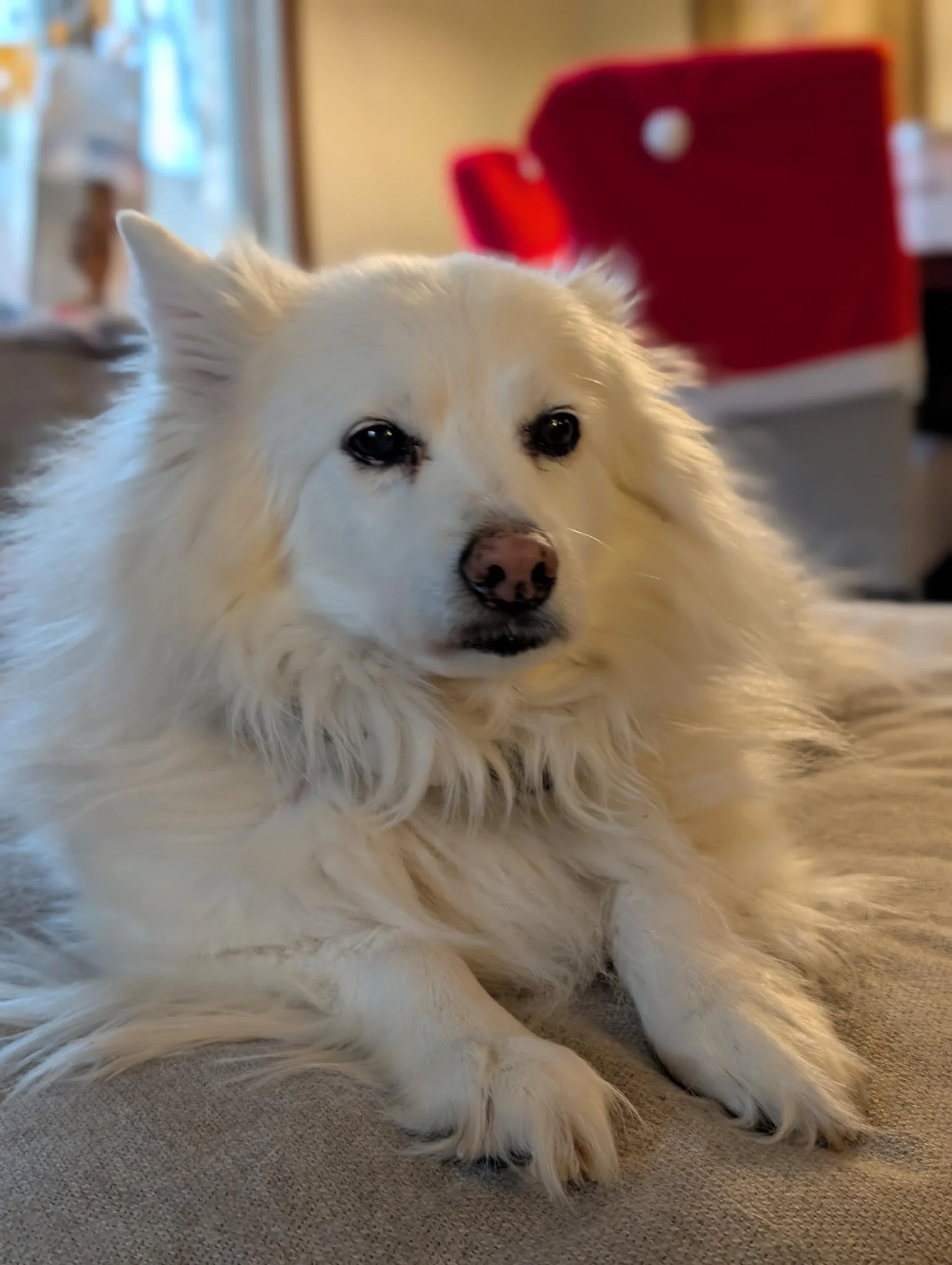 
Yoda
Medical Foster
Rehabbed and adopted (by us) 2024