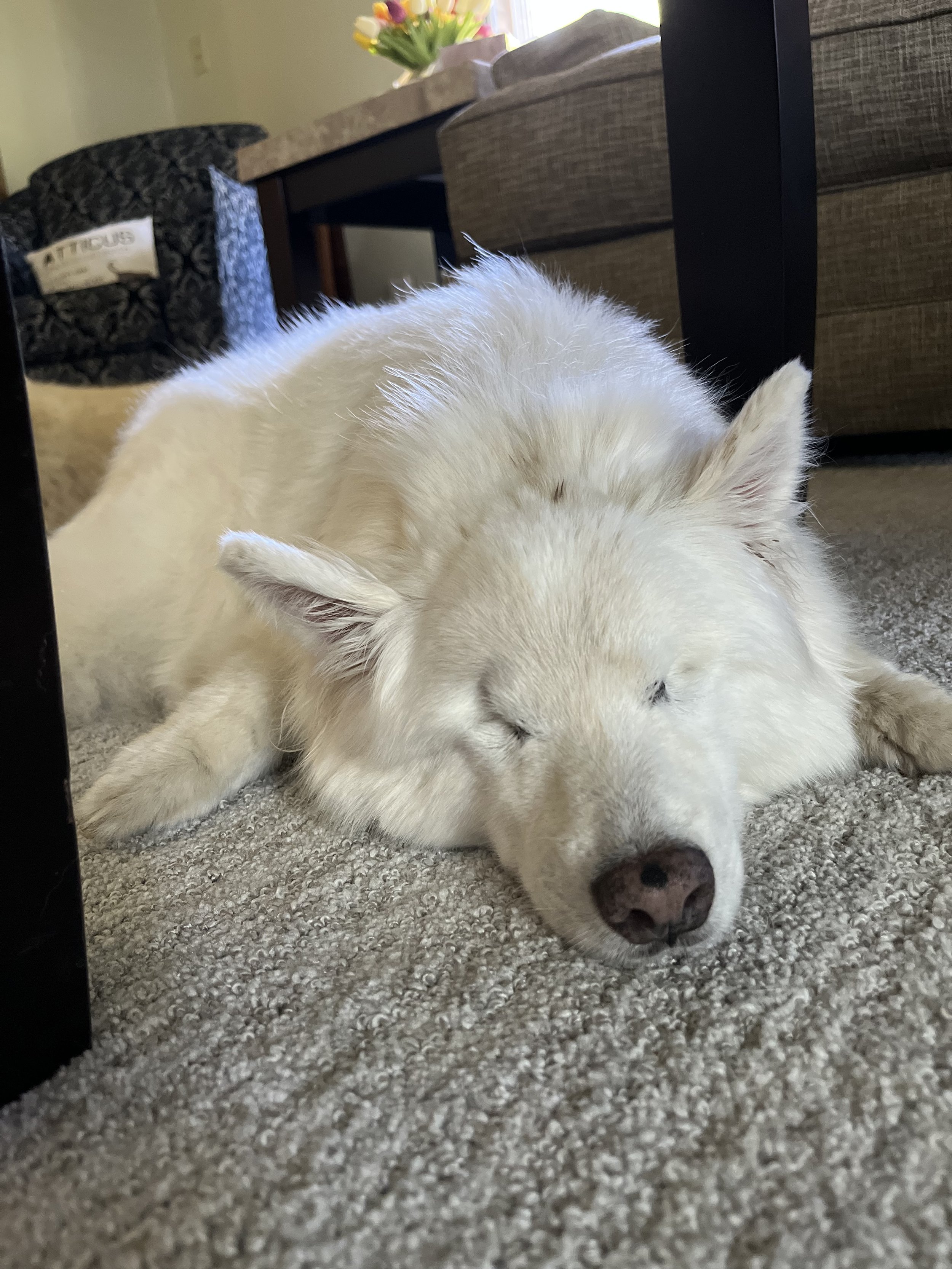 Billy
Medical Foster
Rehabbed and adopted (by us) 2018
Crossed rainbow bridge 2023