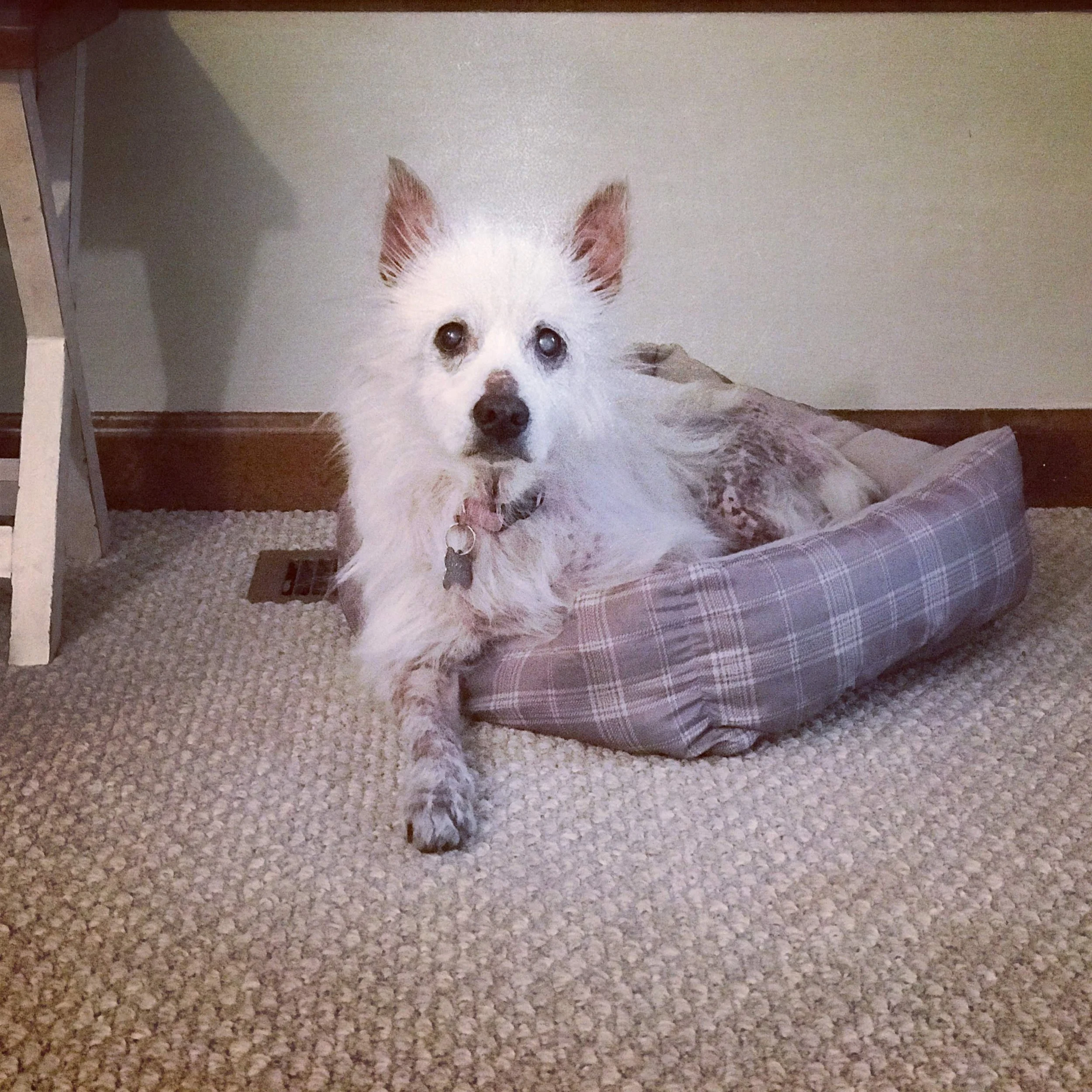 Minnie
Medical Foster
Rehabbed and adopted 2018