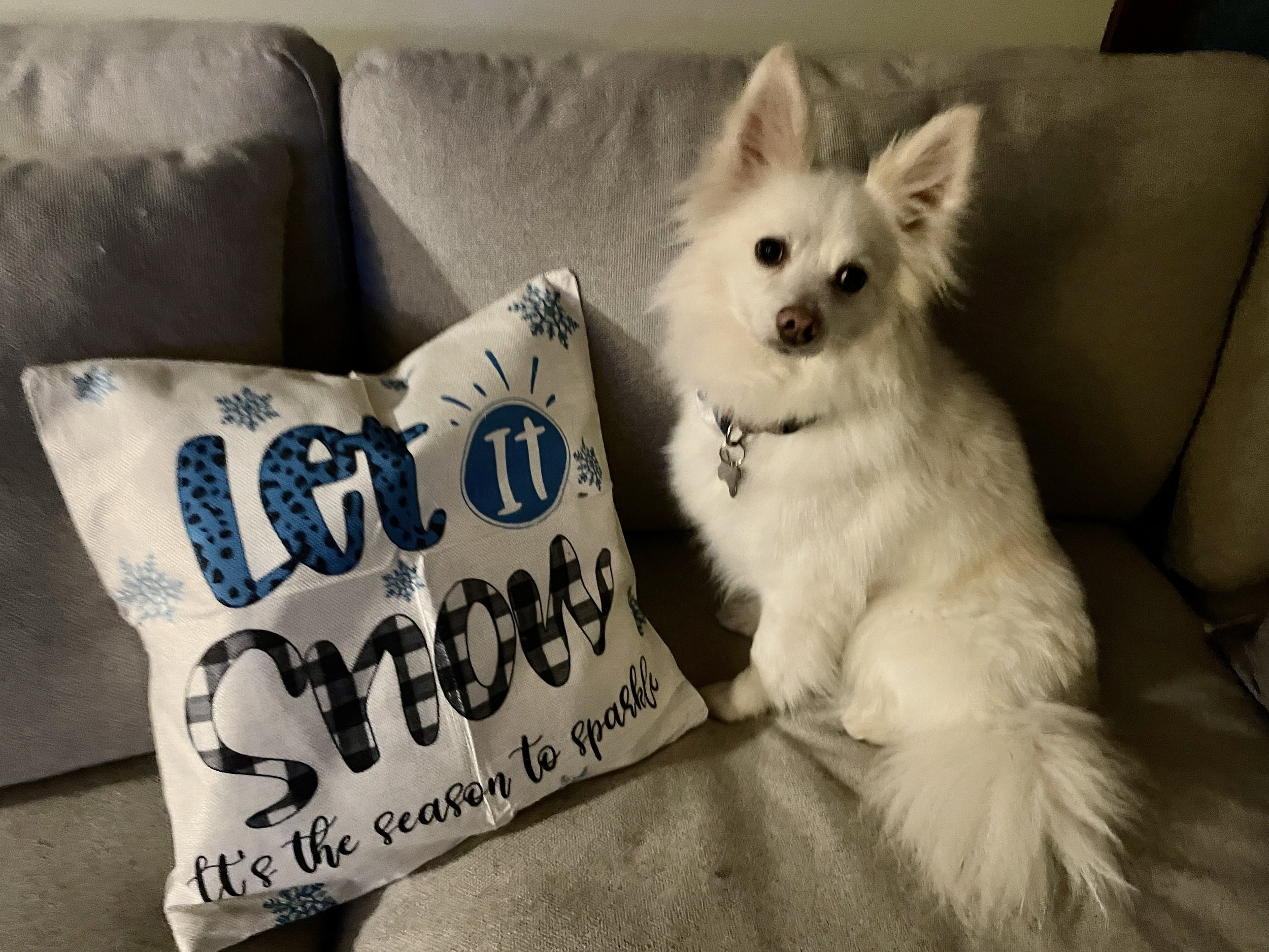 Dodger
Foster 
Adopted 2024