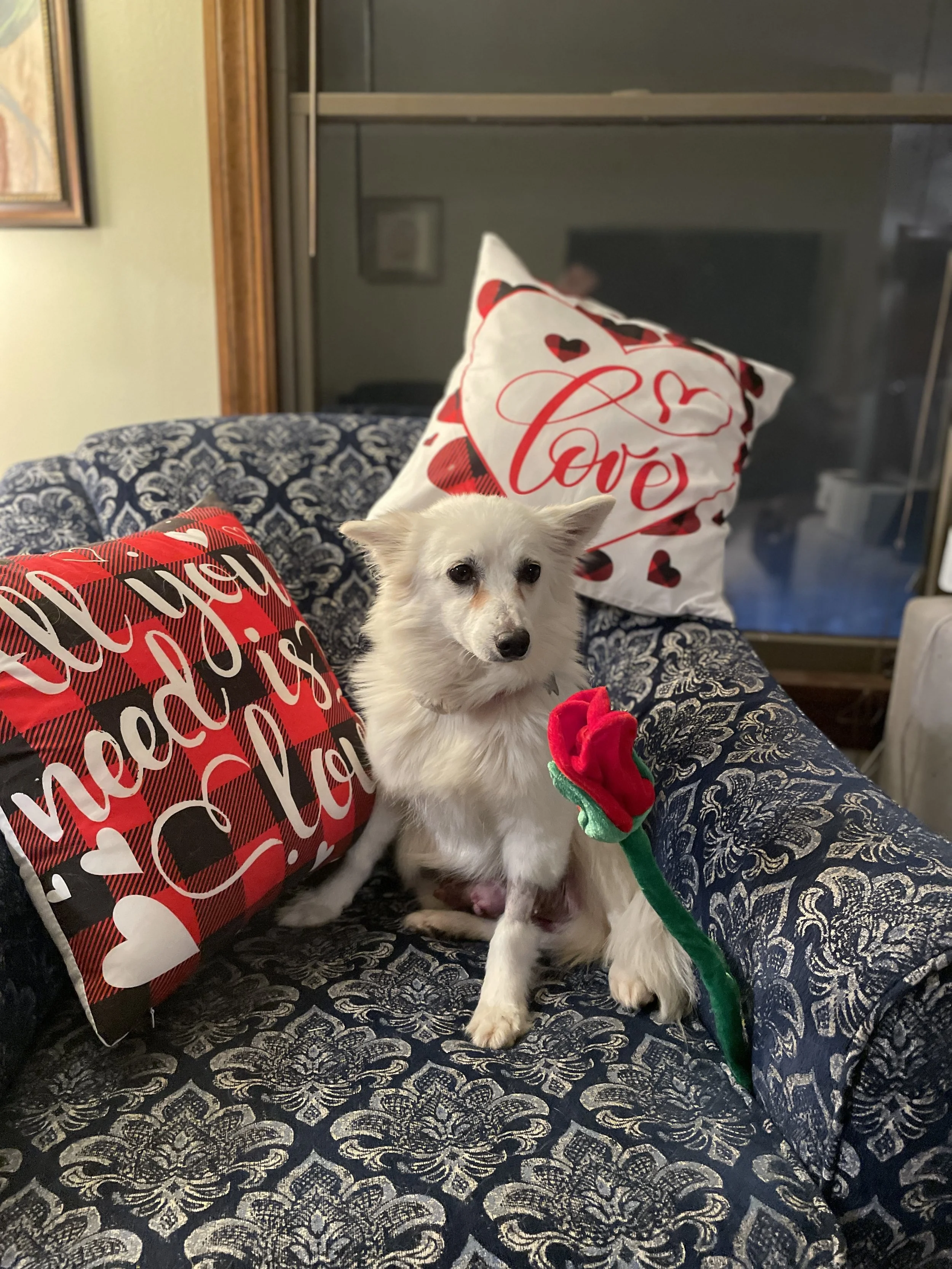 Cassie
Medical Foster
Rehabbed and adopted 2025