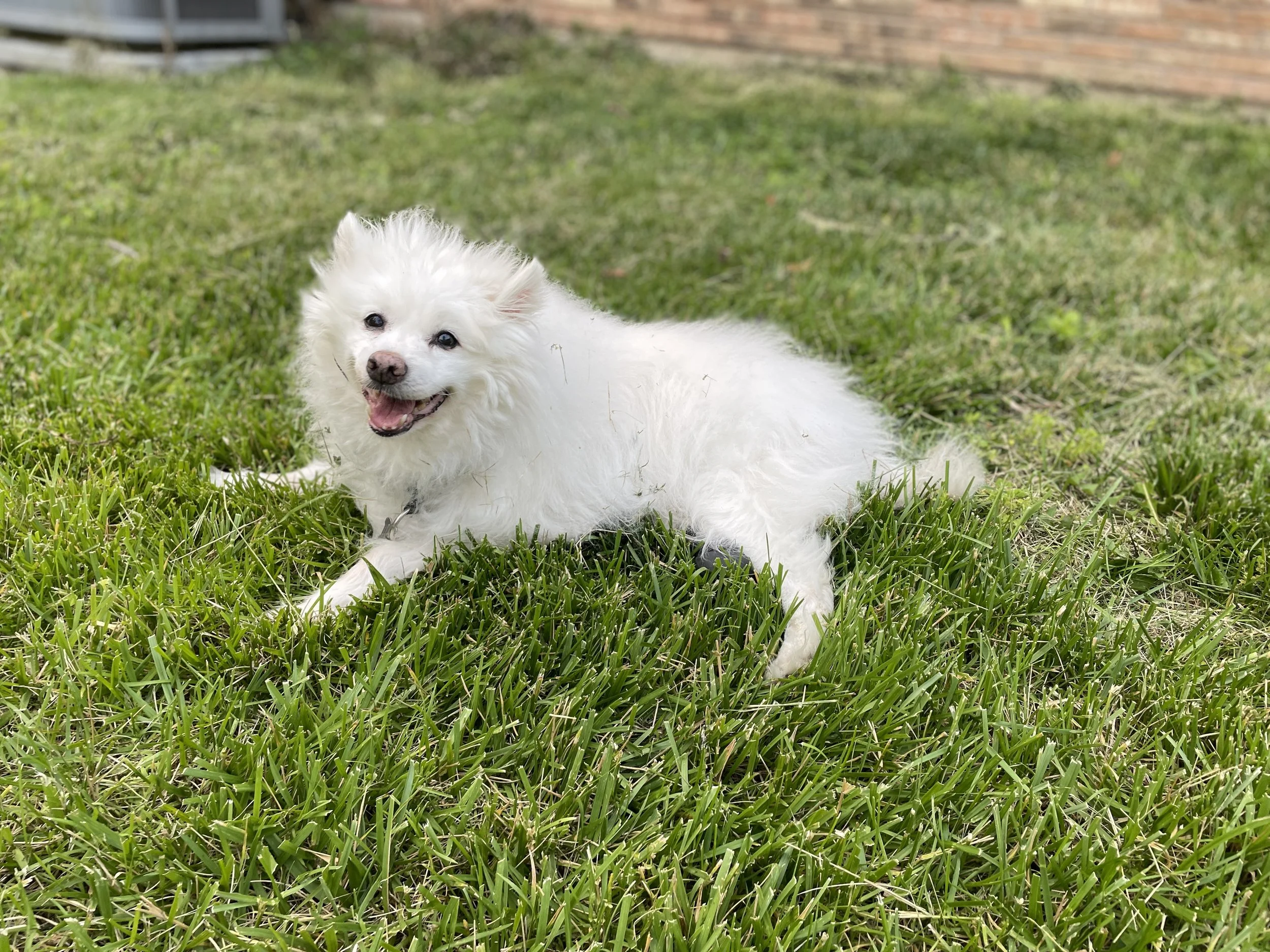 Pogo
2023: Medical Foster
Rehabbed and adopted (by us)
Crossed rainbow bridge 2025