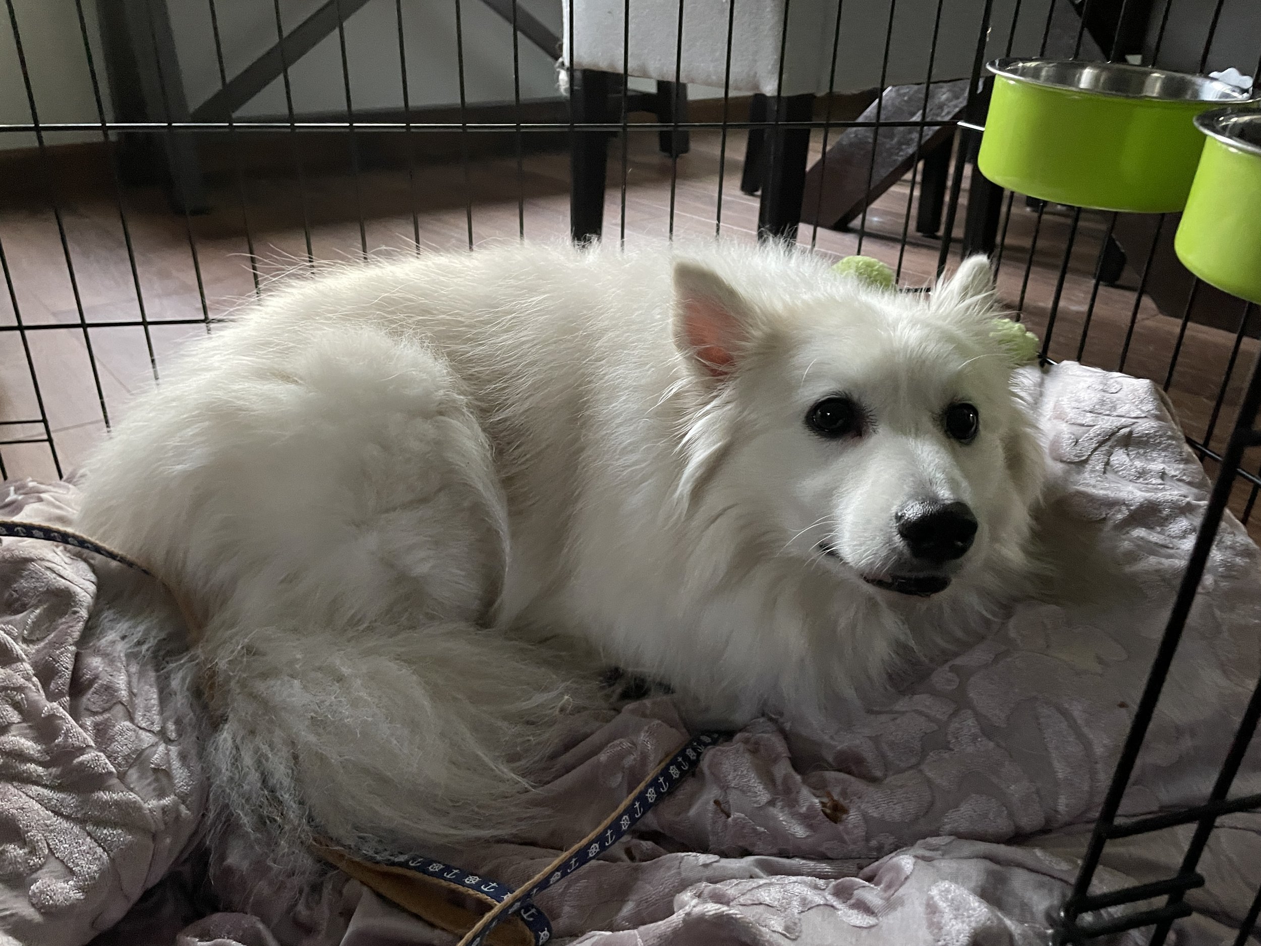 Cody
Foster
Adopted 2023