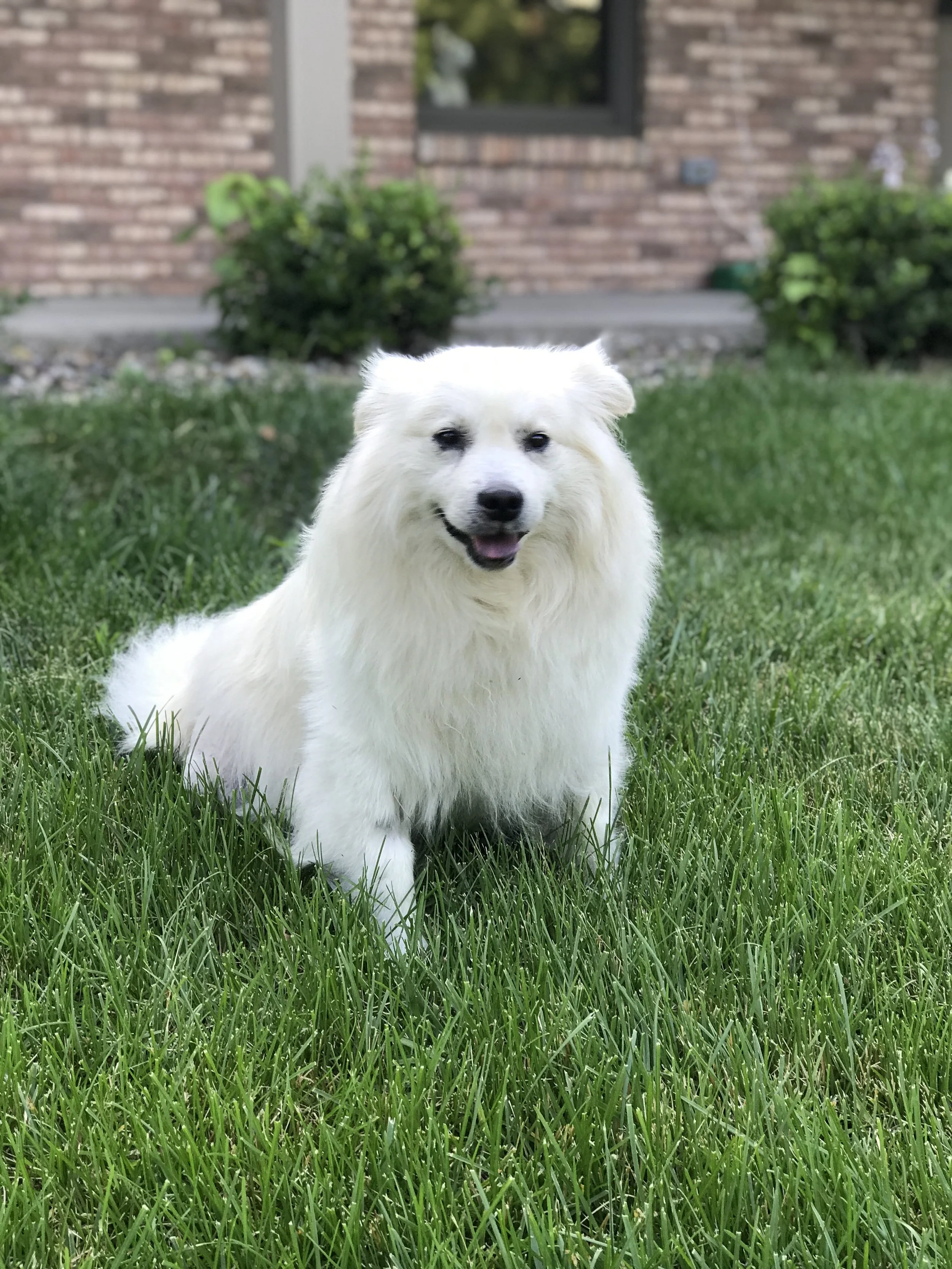 Louis
Medical Foster
Rehabbed and adopted (by us) 2019