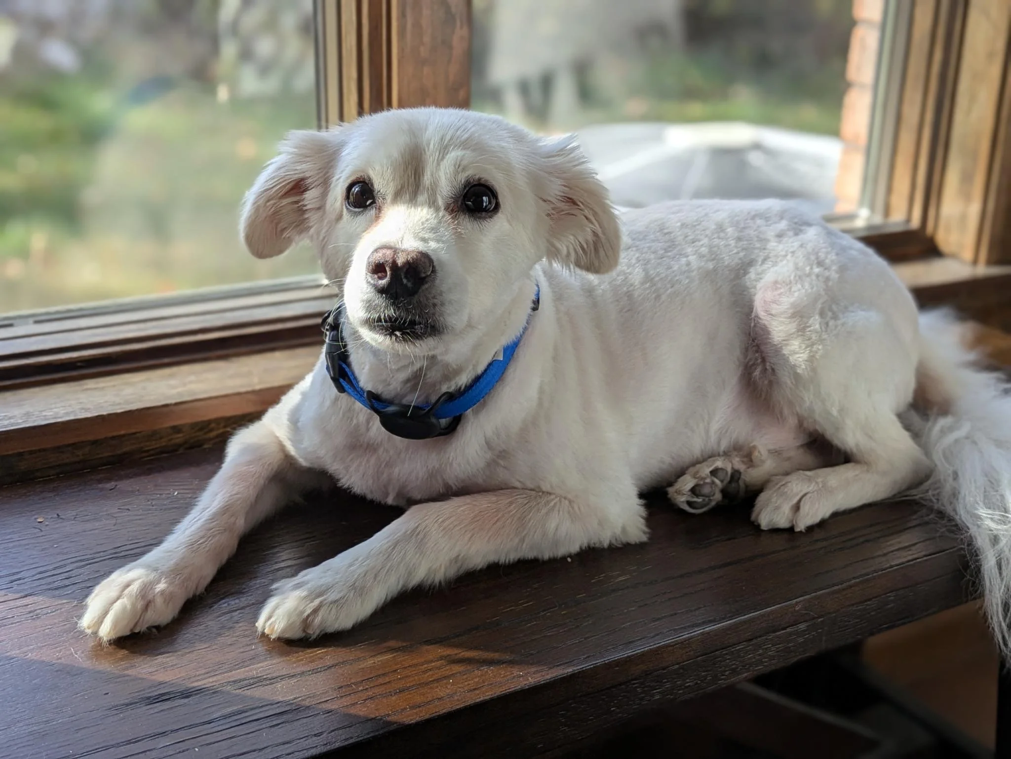 Archie
2025: Medical Foster
Rehabbed and adopted (by us)