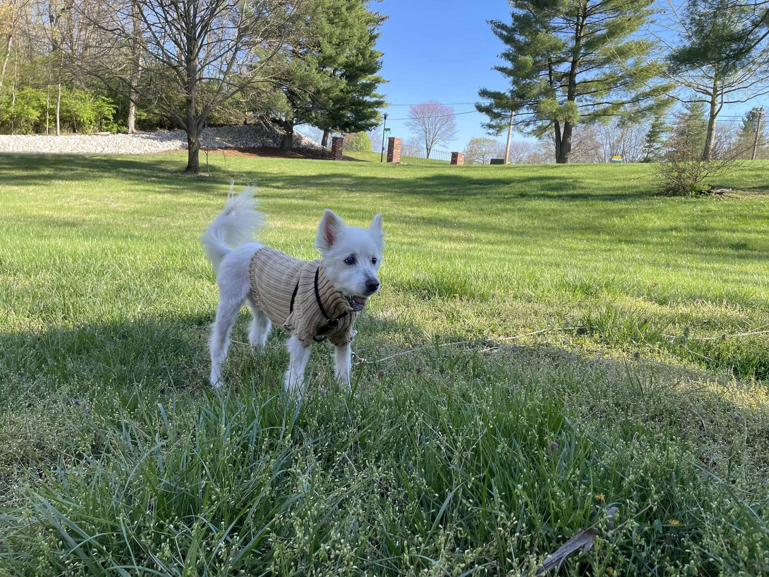 Analisa
Medical Foster
Rehabbed and adopted 2024