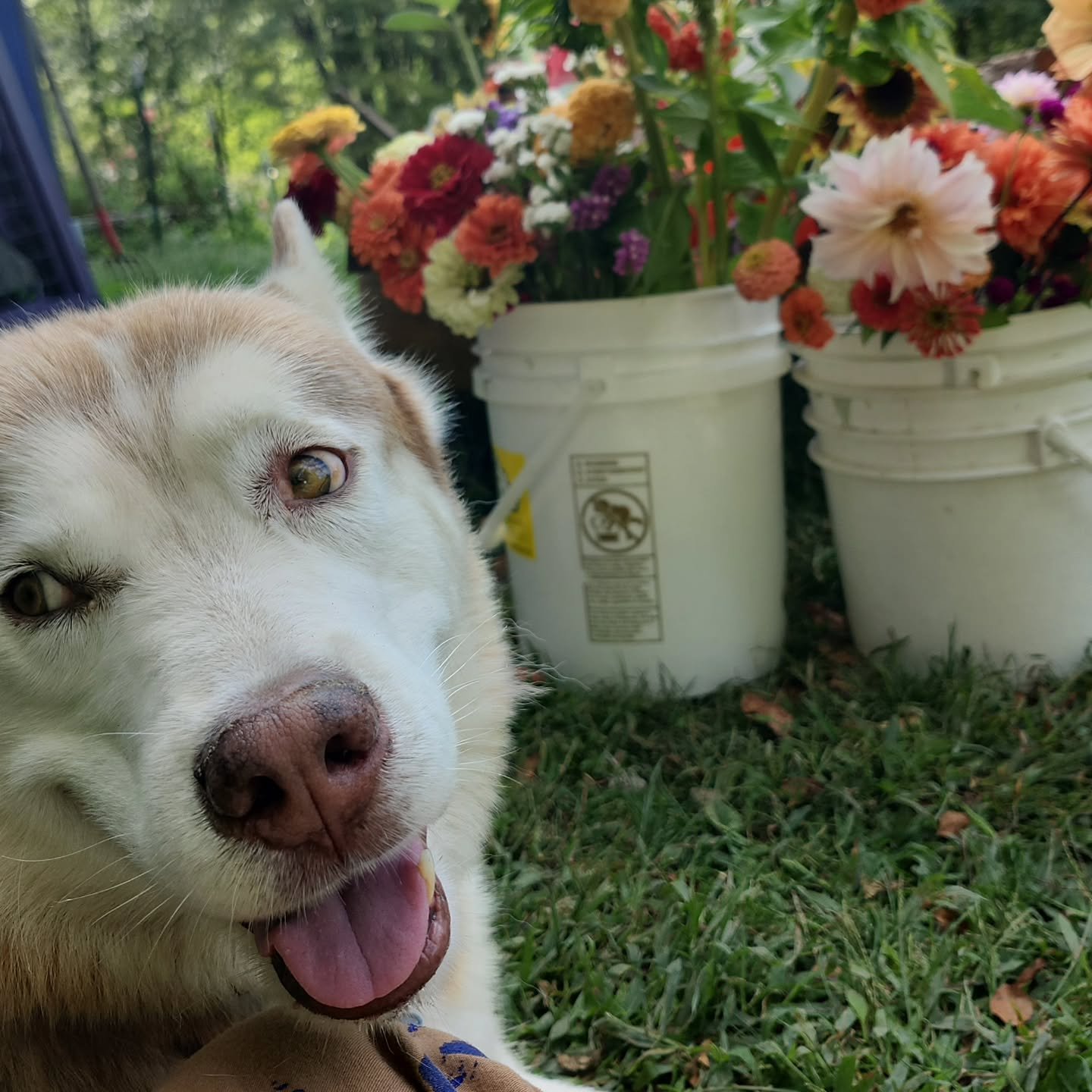 Announcement ✨️ 

@davethebutcherny is closed this week but we're back with fresh-cut bouquets every Thursday until the end of the season!