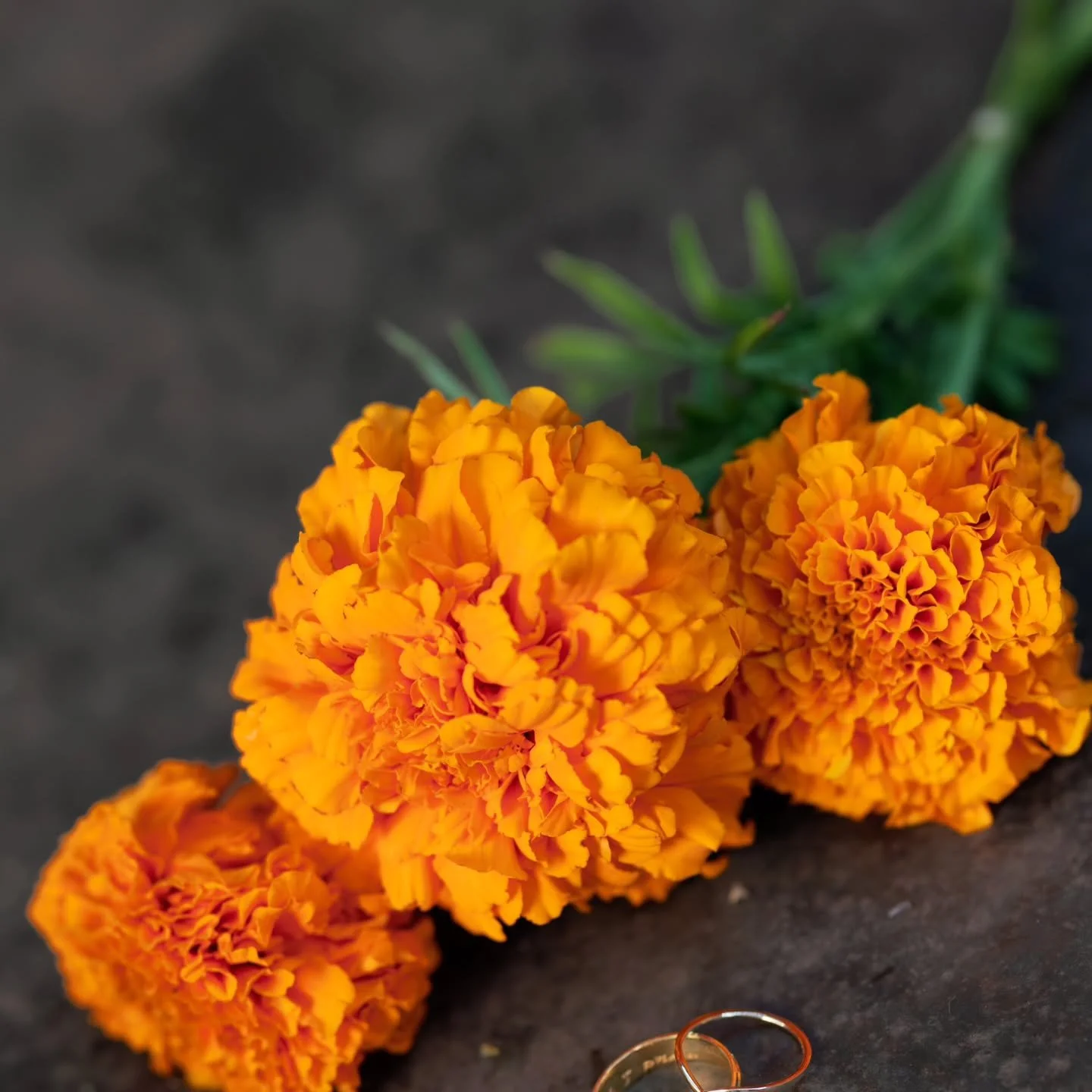Marigolds straight from Attis Flower Farm 🍃 

Thank you to the beautiful @abby.suskin.gaur for trusting us with her special day. And special thanks to @cocojphotography for her gorgeous shots!

𝚅𝚒𝚜𝚒𝚝 𝚜𝚝𝚞𝚍𝚒𝚘𝚊𝚝𝚝𝚒𝚜.𝚌𝚘𝚖 𝚏𝚘𝚛 𝚊𝚕𝚕 
